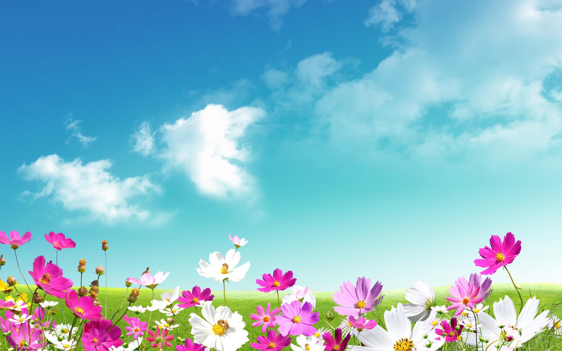 Free download wallpaper Grass, Flower, Spring, Artistic, Cosmos, White Flower, Purple Flower on your PC desktop