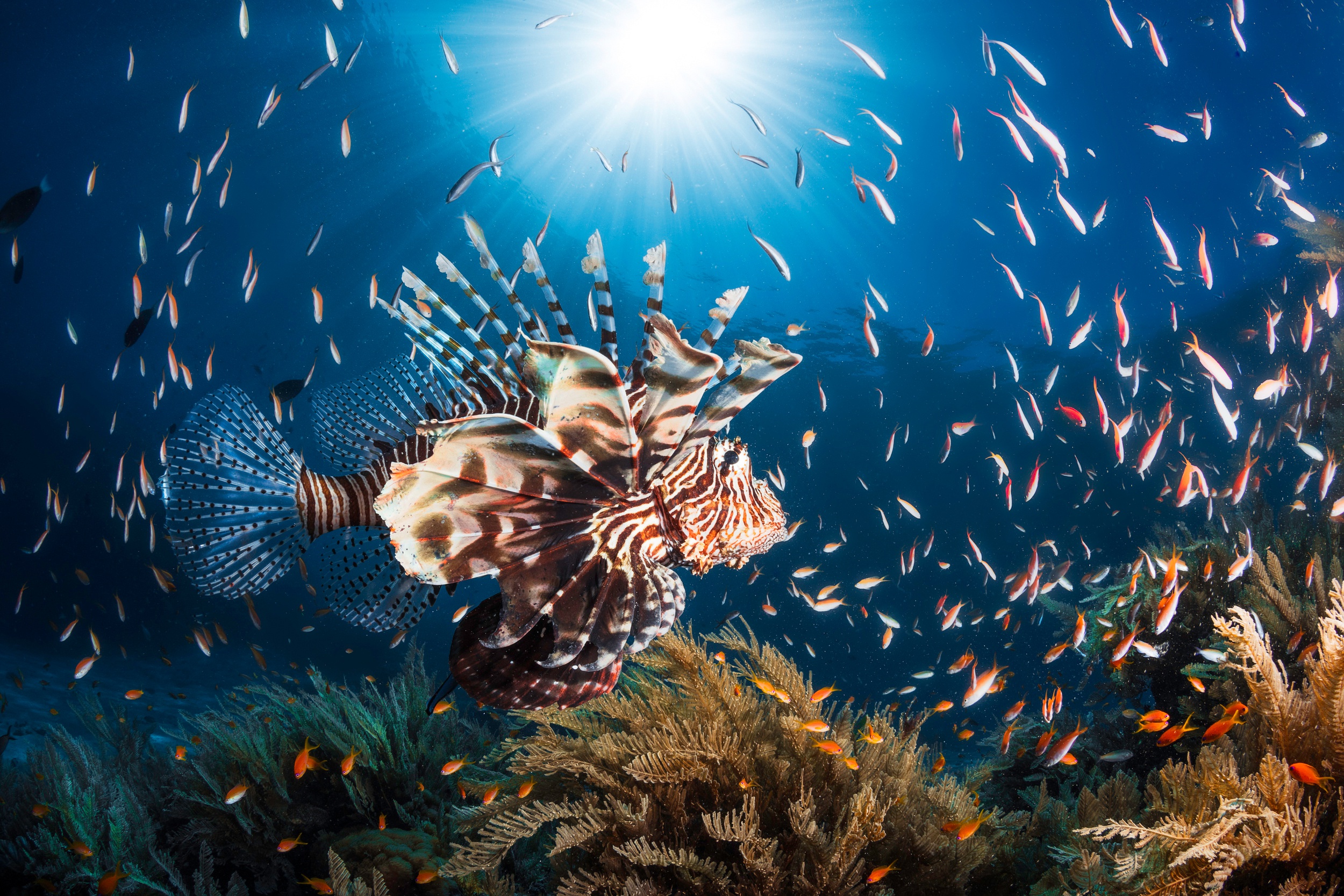 Laden Sie das Tiere, Fische, Fisch, Unterwasser, Seeleben, Feuerfische-Bild kostenlos auf Ihren PC-Desktop herunter