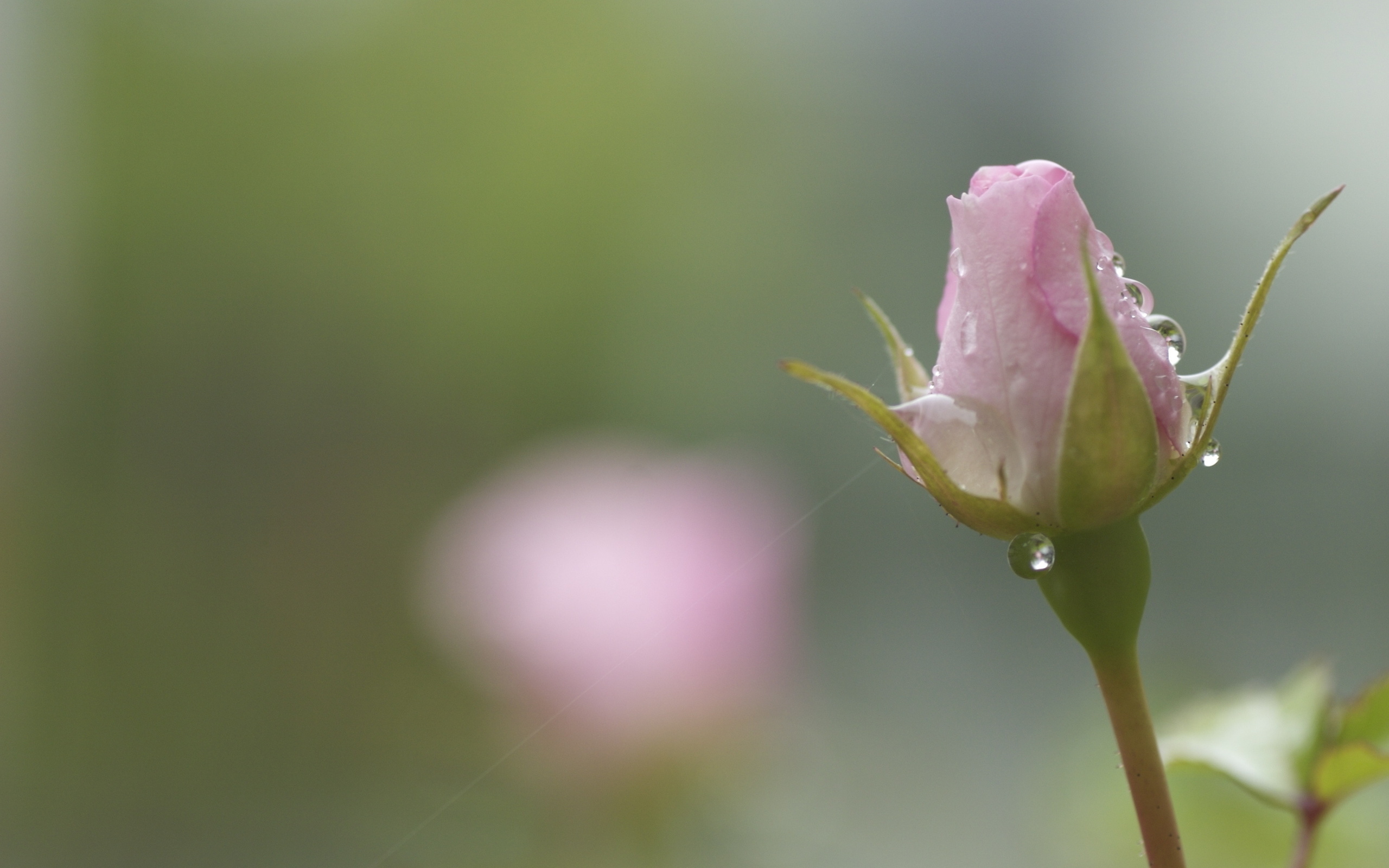 Téléchargez gratuitement l'image Fleurs, Rose, Terre/nature sur le bureau de votre PC