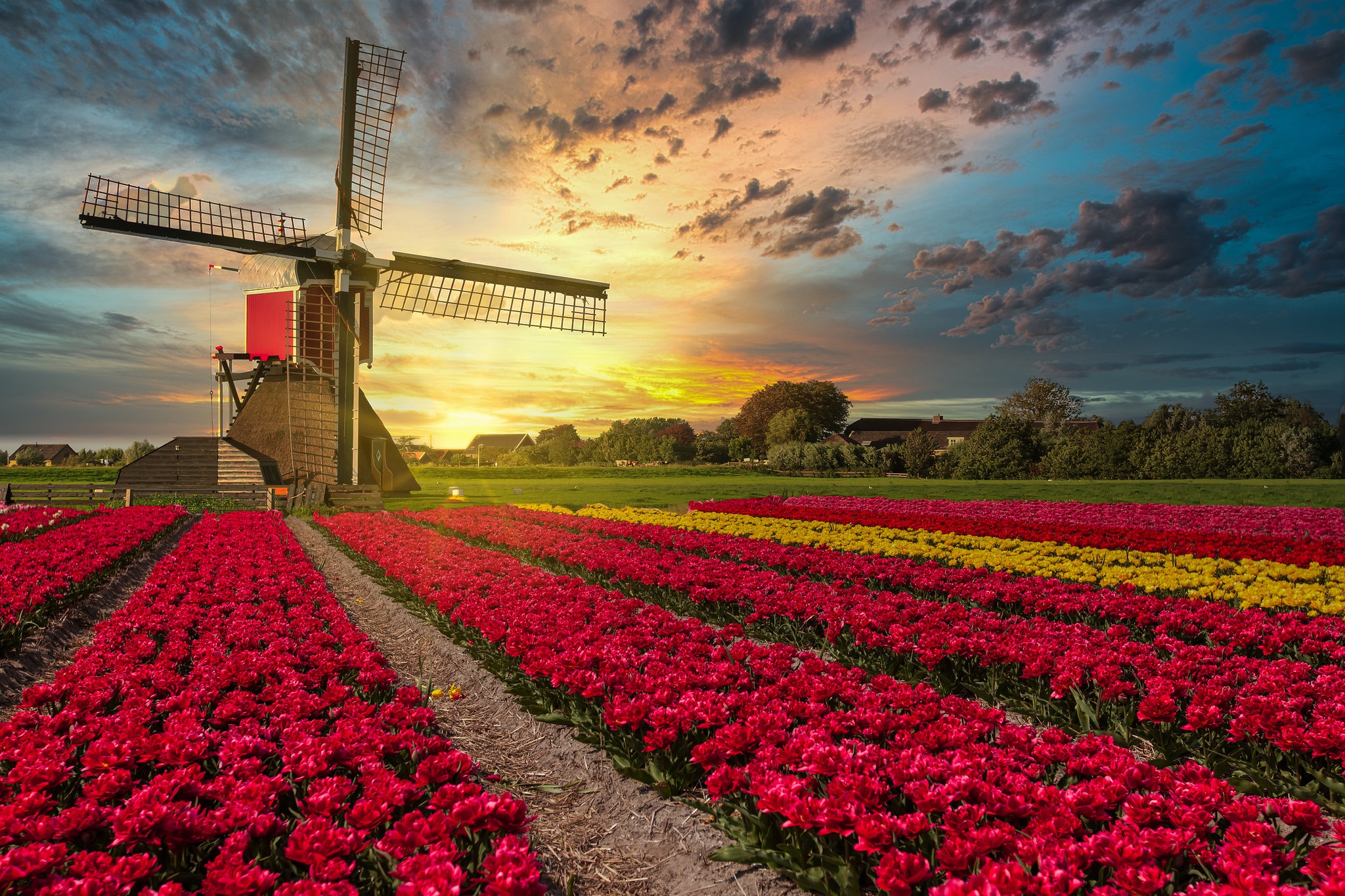 Download mobile wallpaper Flower, Field, Tulip, Netherlands, Windmill, Man Made for free.