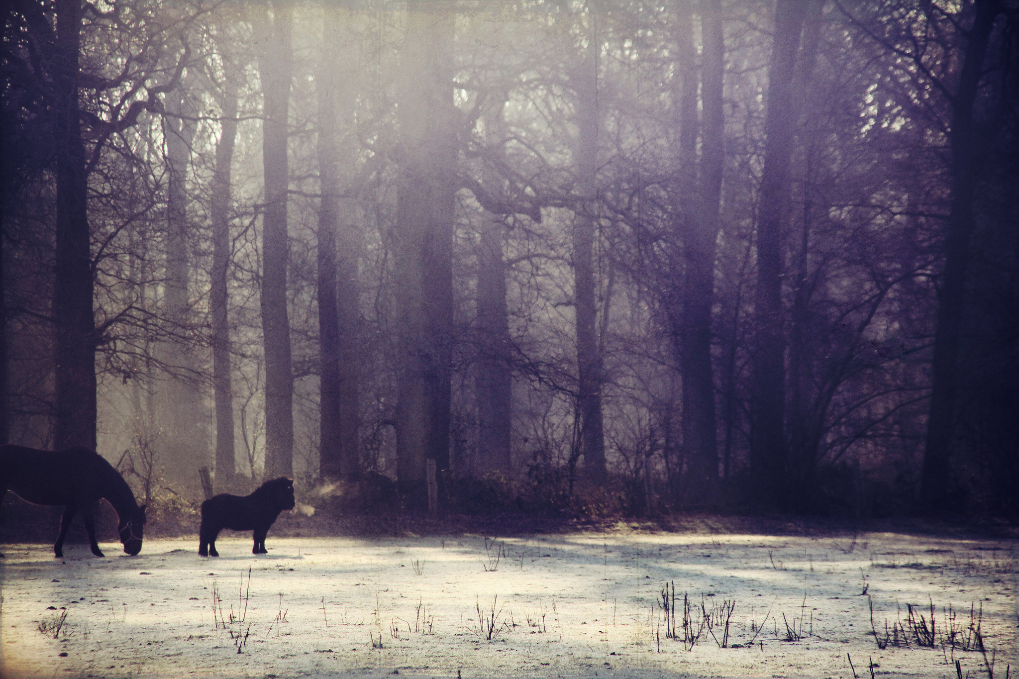 animal, horse, fog, forest, pony, snow