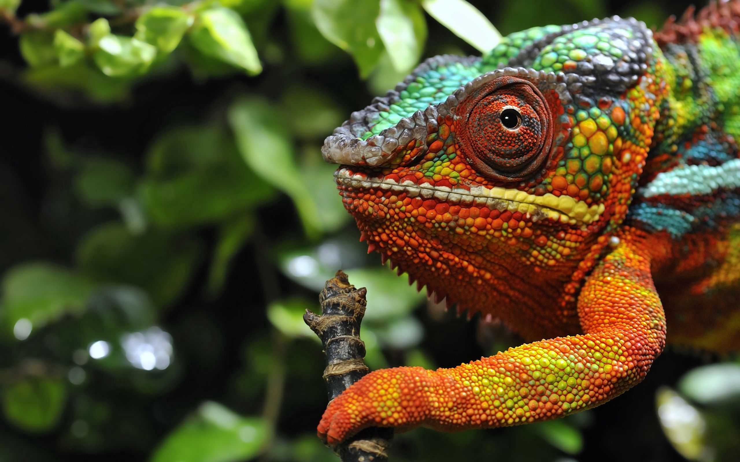 Download mobile wallpaper Chameleon, Opinion, Sight, Color, Grass, Animals for free.