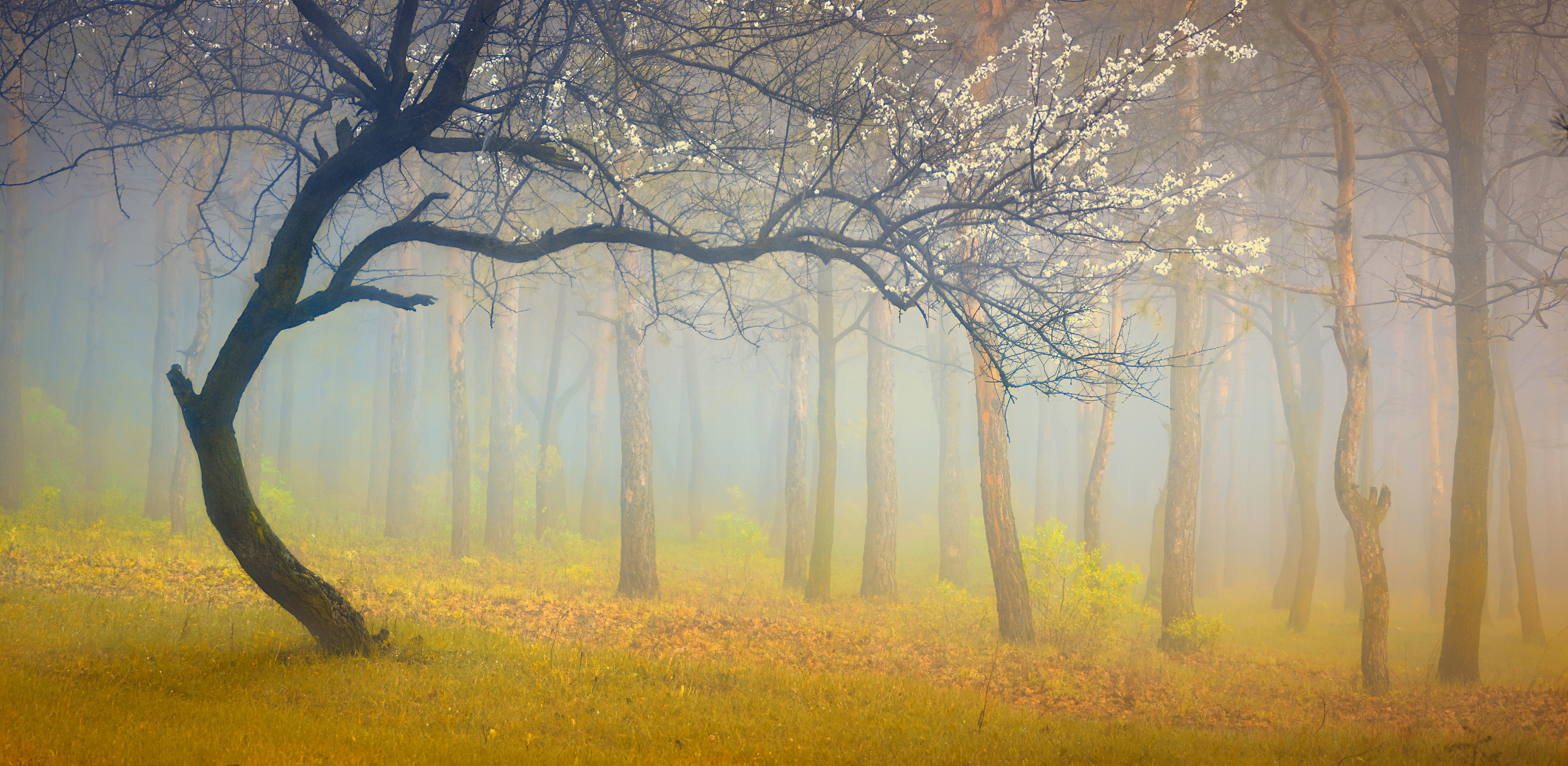 Download mobile wallpaper Nature, Forest, Tree, Fog, Earth for free.