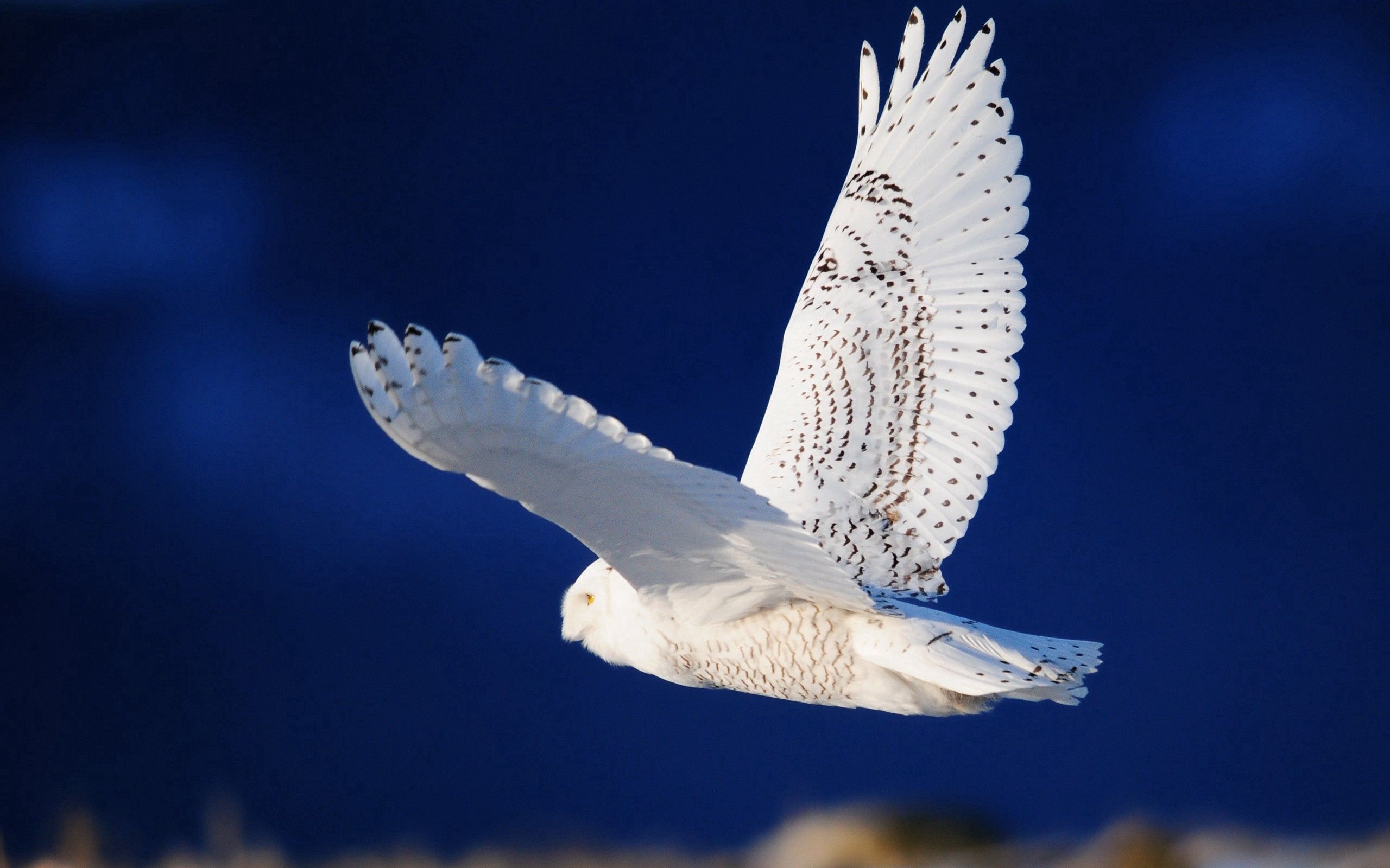Download mobile wallpaper Owl, Predator, Flight, Sky, Animals, Bird for free.