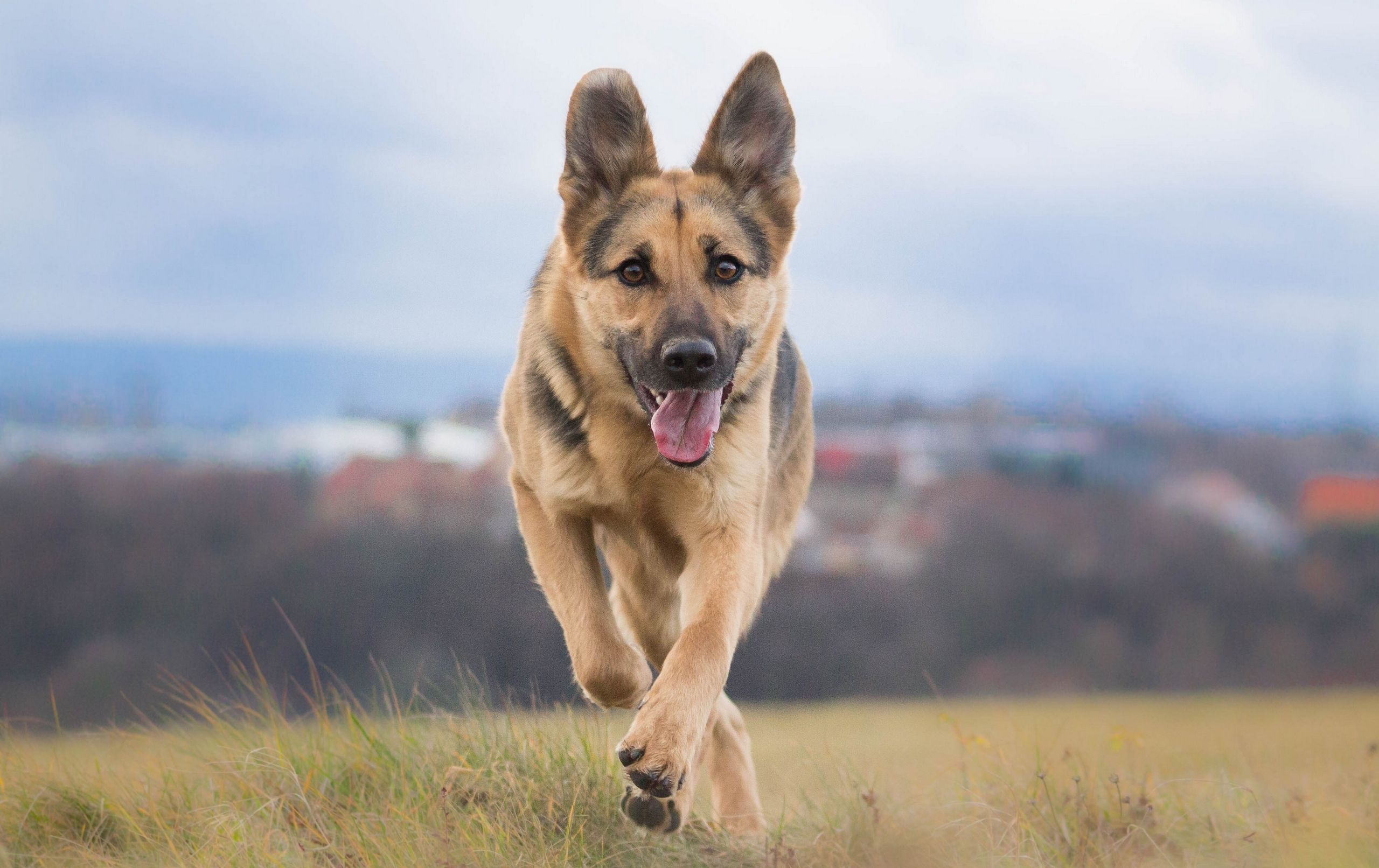 Download mobile wallpaper Dogs, Dog, Animal, Bokeh, German Shepherd for free.