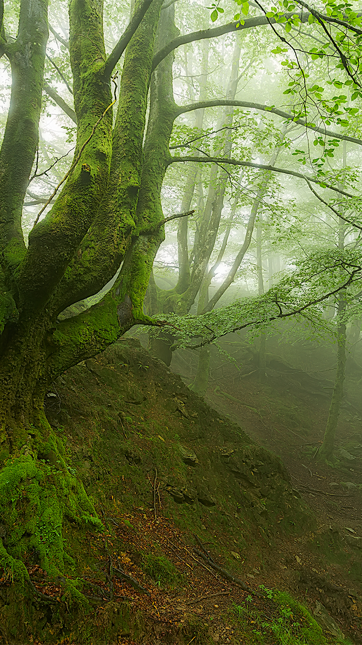無料モバイル壁紙自然, 木, 森, 霧, 地球, ストリームをダウンロードします。