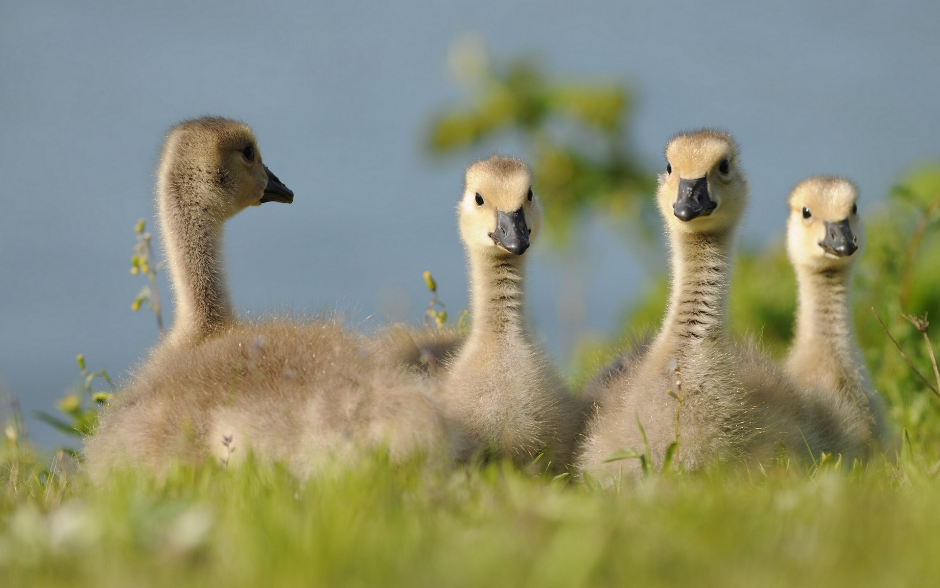 Téléchargez des papiers peints mobile Animaux, Canard, Des Oiseaux gratuitement.