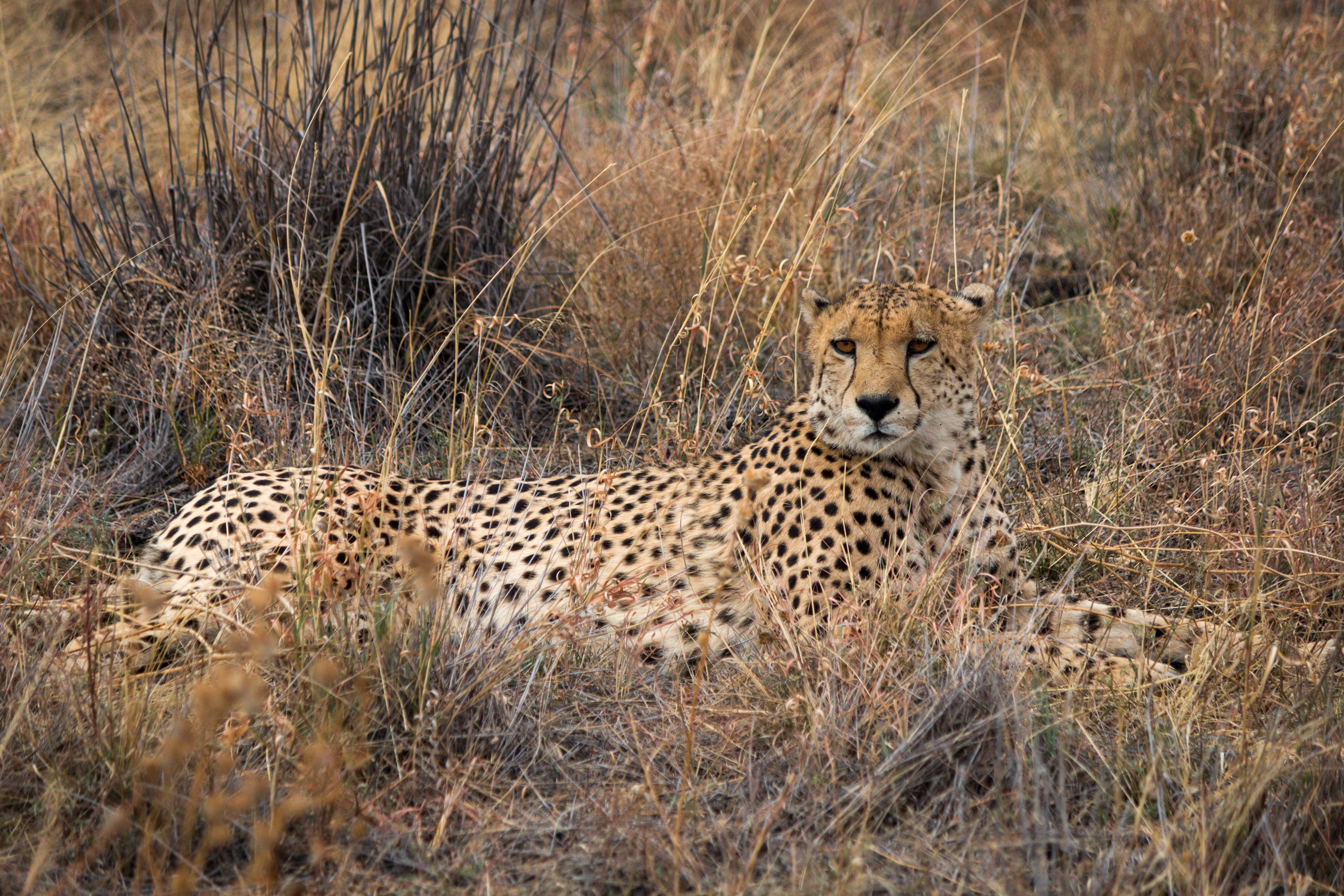 92134 baixar imagens guepardo, animais, grama, predator, predador, gato grande, seco - papéis de parede e protetores de tela gratuitamente