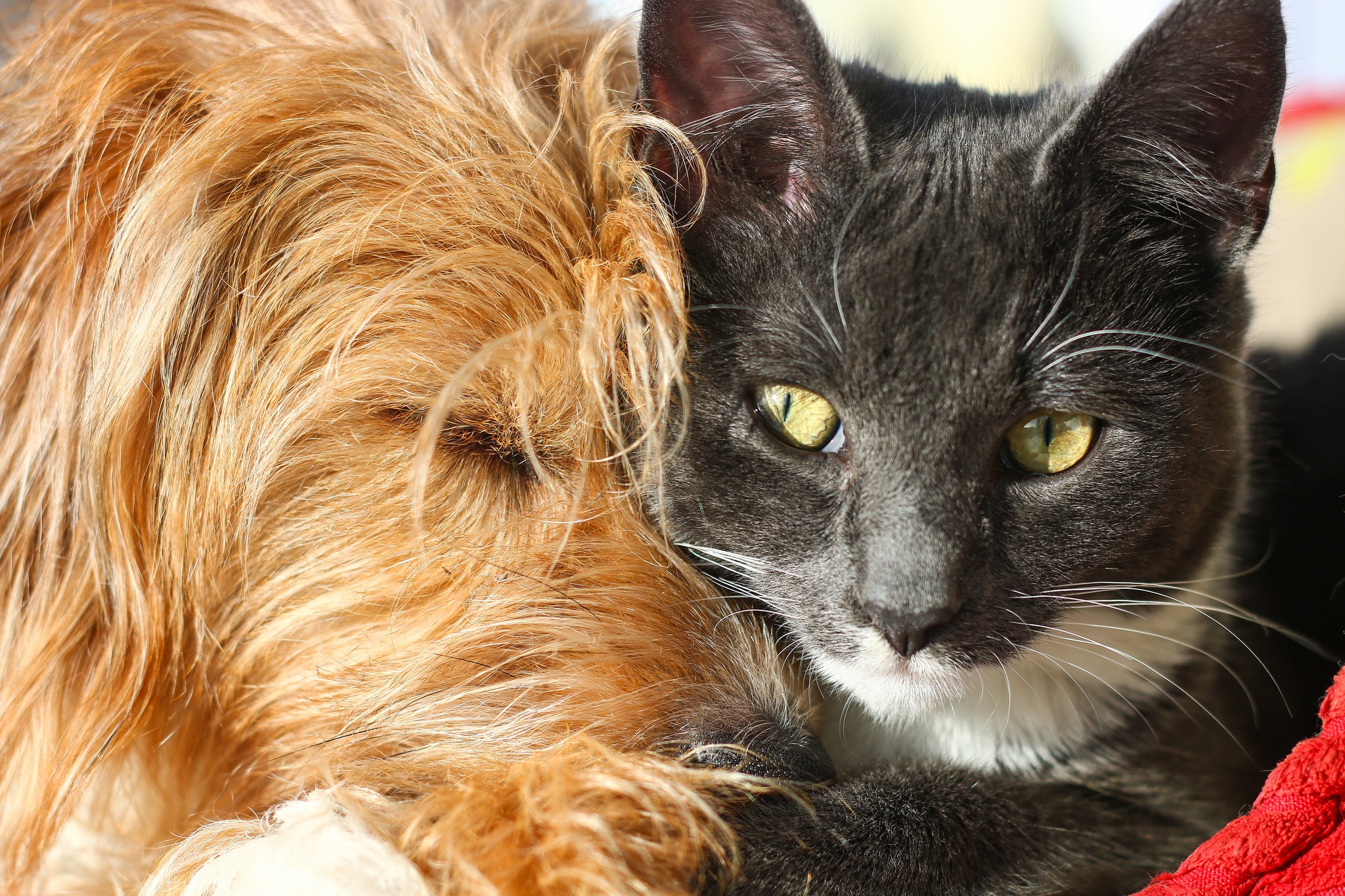 Download mobile wallpaper Cat, Dog, Close Up, Animal, Cat & Dog for free.