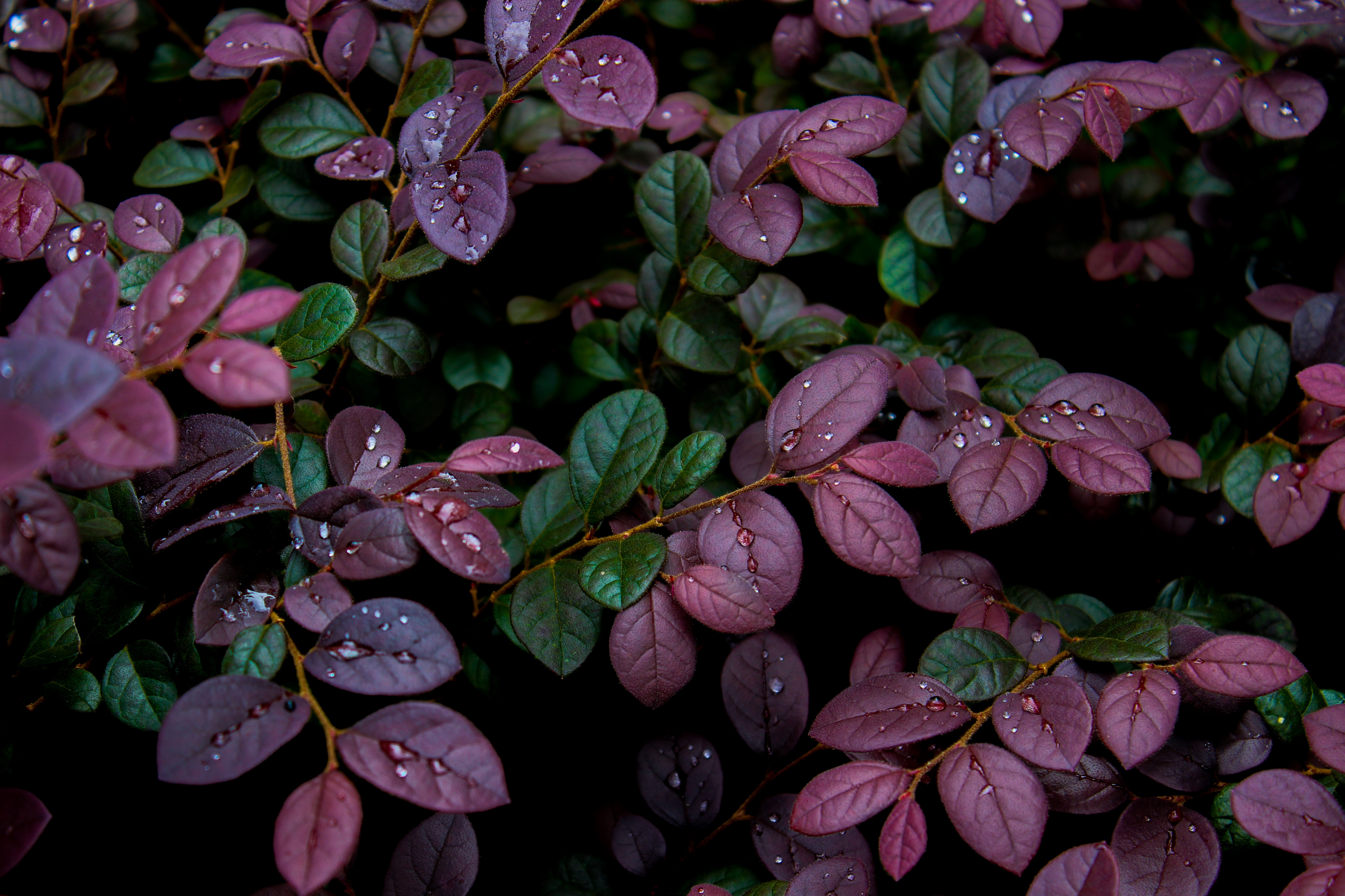 drops, dew, nature, plant, leaves, moisture cellphone