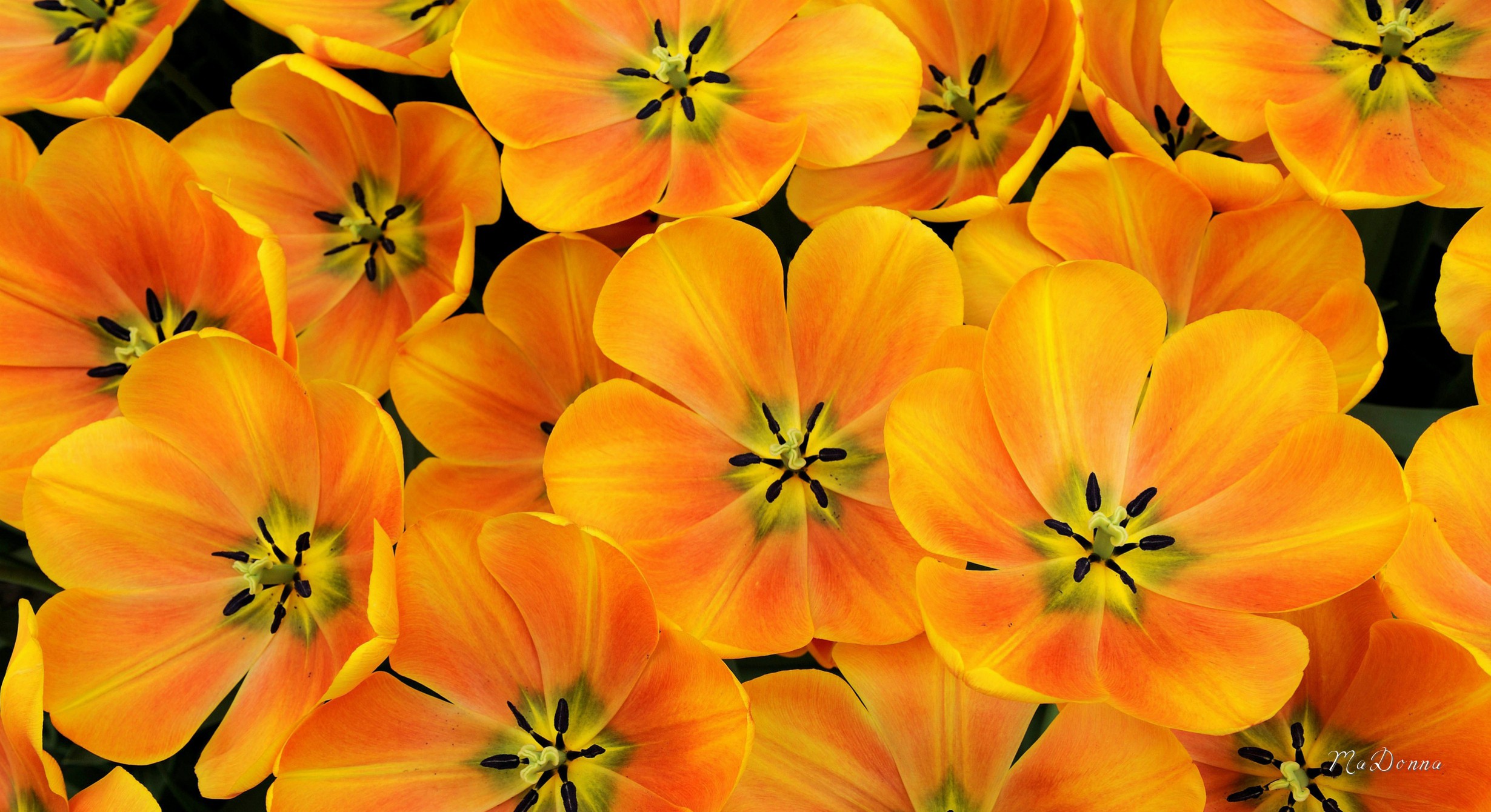 Download mobile wallpaper Flowers, Flower, Earth, Tulip, Yellow Flower for free.