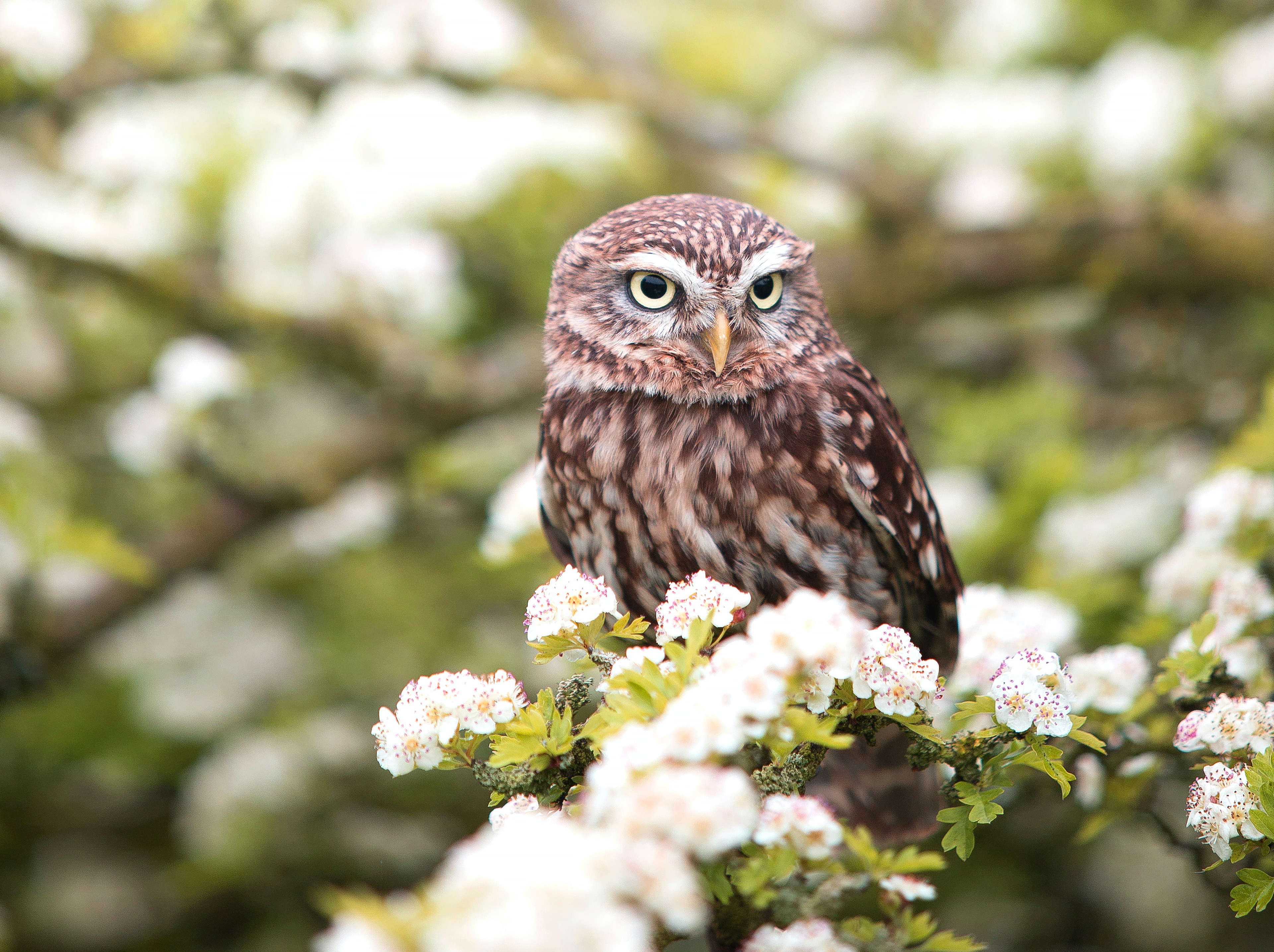 Download mobile wallpaper Birds, Owl, Bird, Animal, White Flower, Blossom for free.