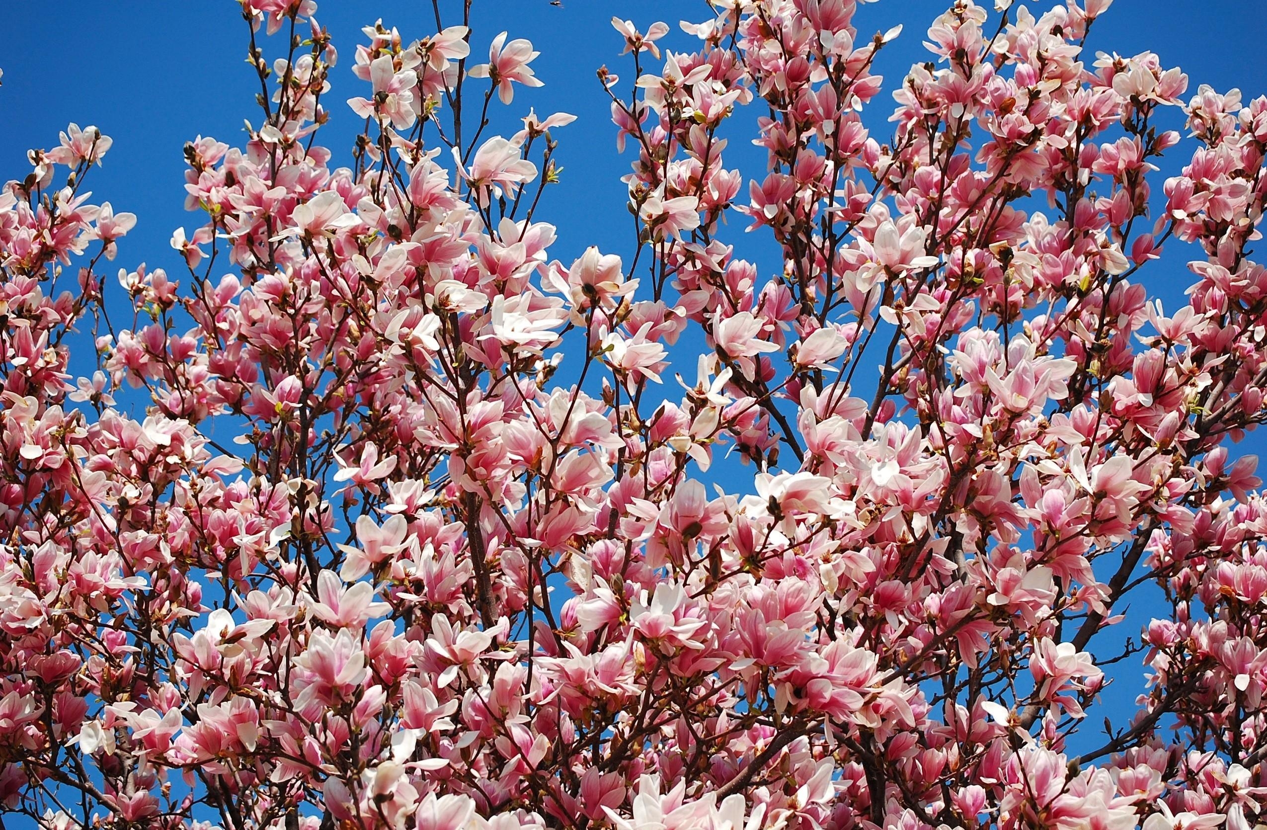 Handy-Wallpaper Geäst, Zweige, Blühenden, Sky, Blumen, Magnolia, Blühen, Magnolie, Frühling kostenlos herunterladen.
