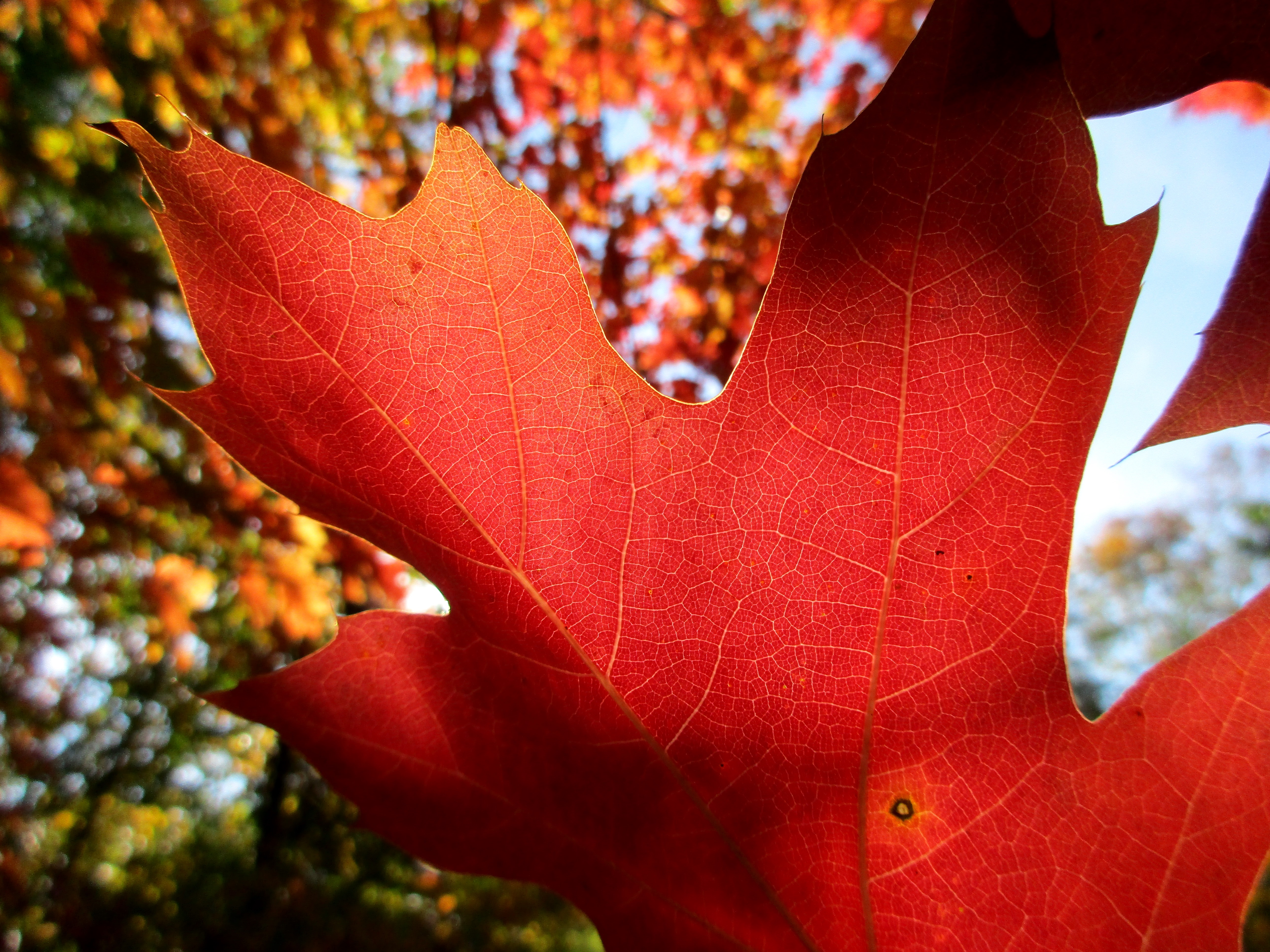 Laden Sie das Herbst, Blatt, Ahornblatt, Erde/natur-Bild kostenlos auf Ihren PC-Desktop herunter