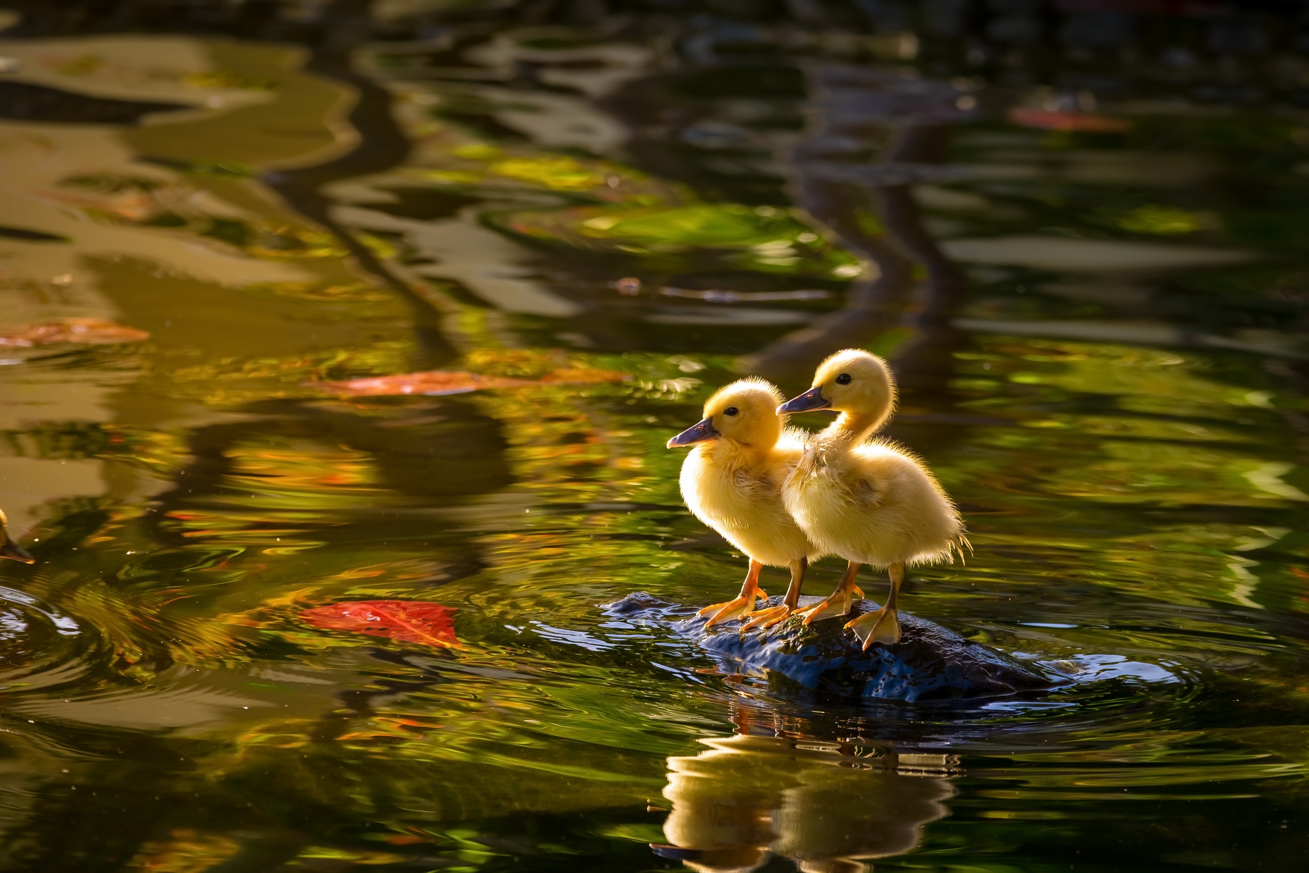 water, animal, duck, baby animal, bird, duckling, reflection, birds