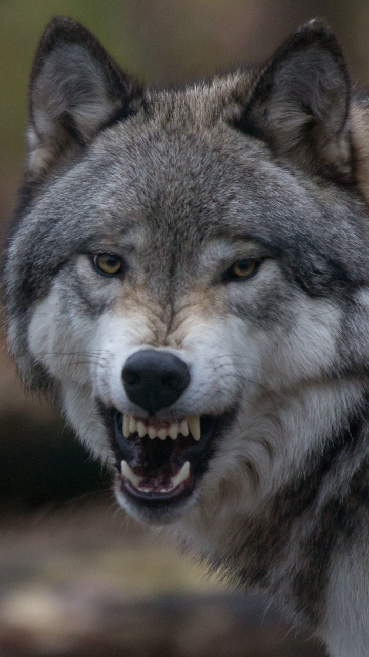 Download mobile wallpaper Wolf, Animal, Snarl, Wolves for free.