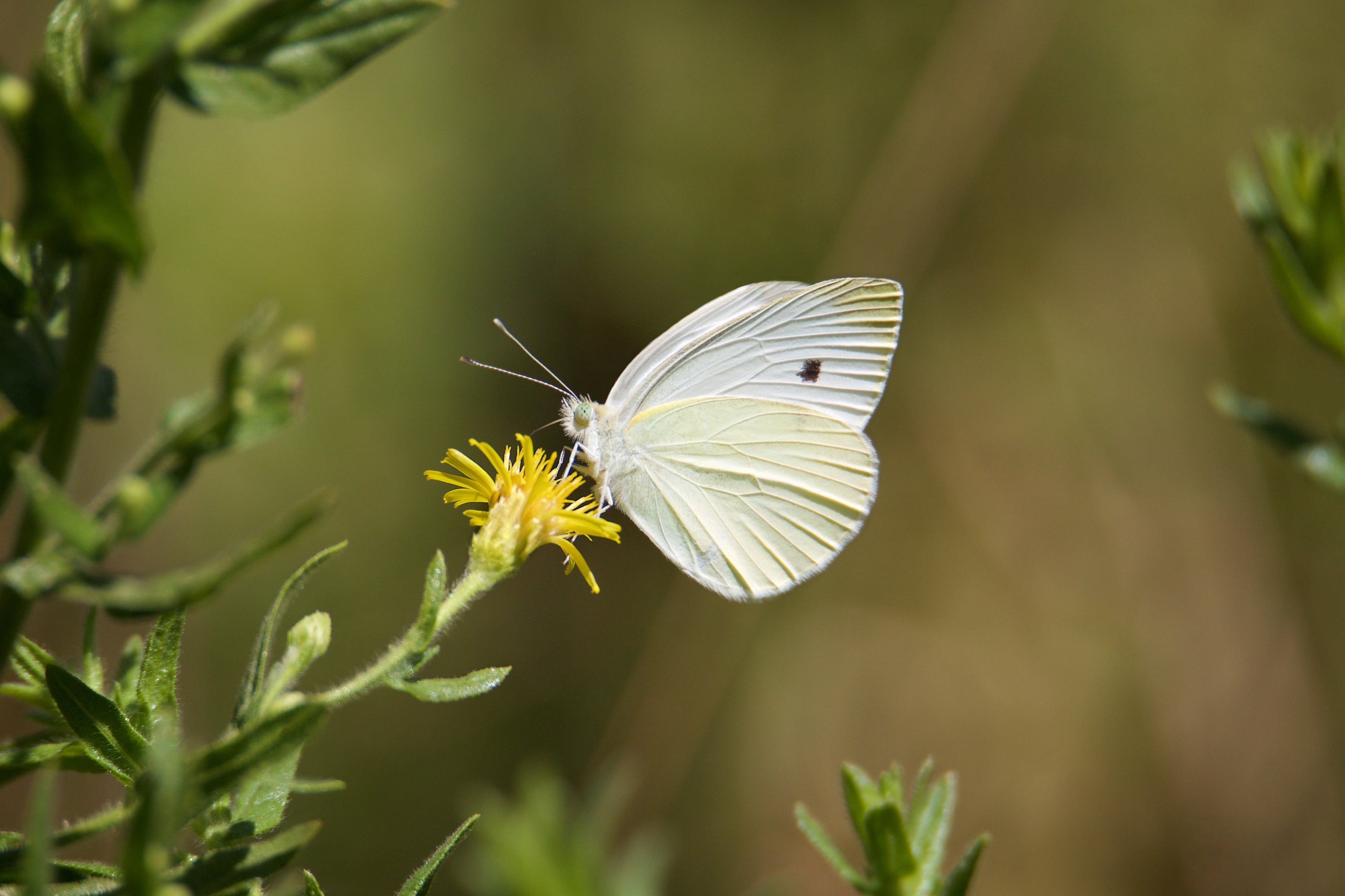 Descarga gratis la imagen Animales, Flor, Macro, Insecto, Mariposa en el escritorio de tu PC