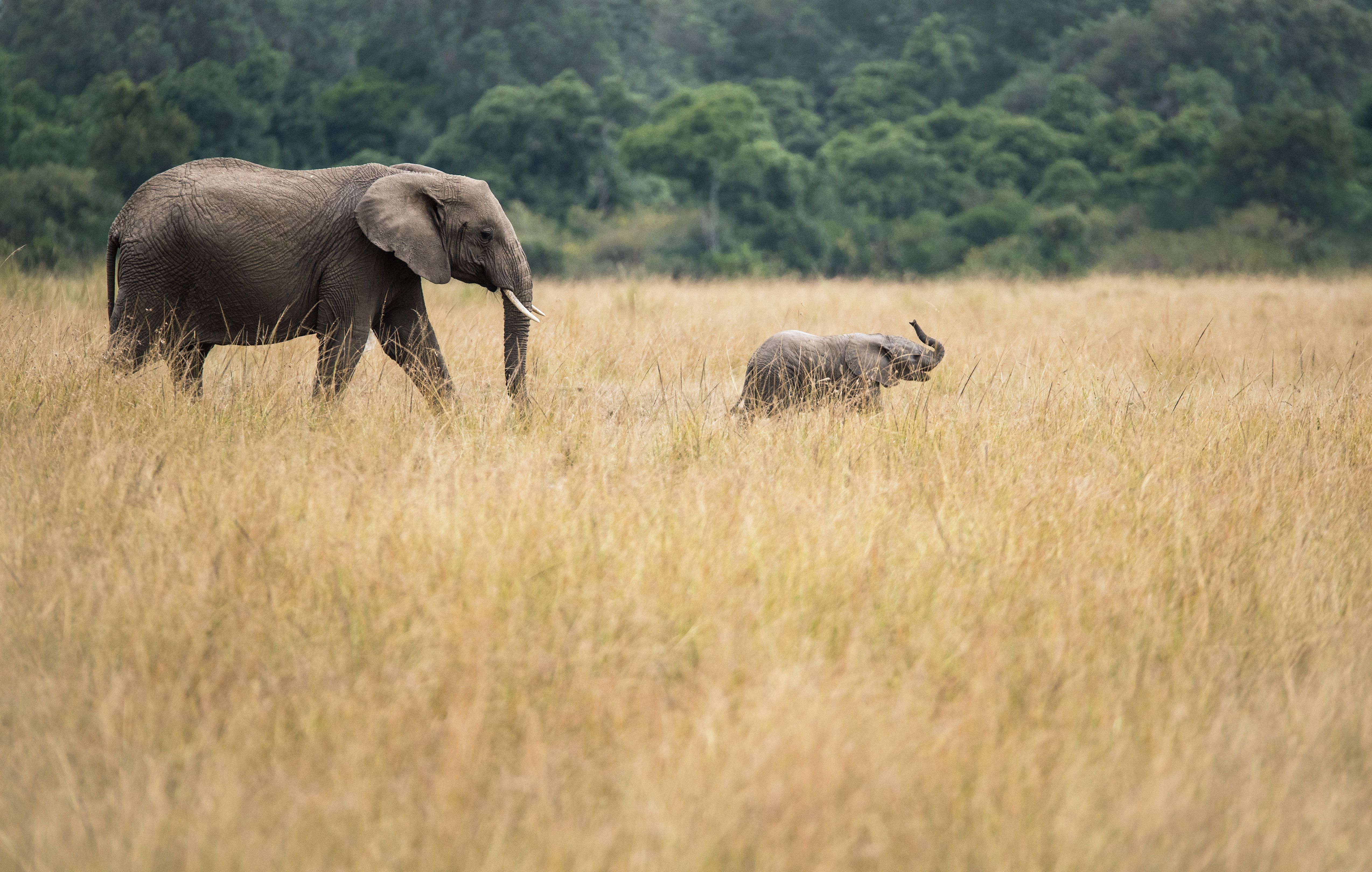 Téléchargez gratuitement l'image Animaux, Éléphants, Bébé Animal, Éléphant De Savane D'afrique sur le bureau de votre PC