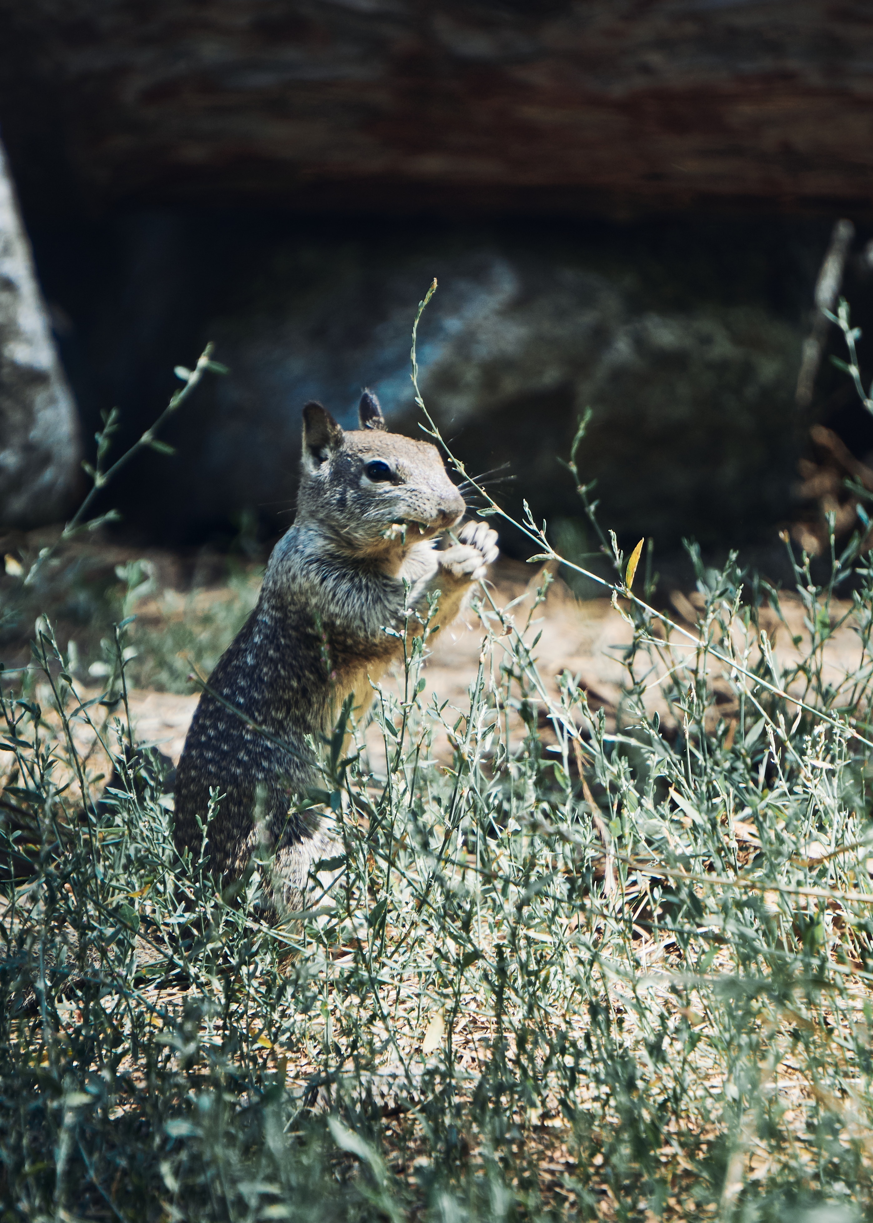 Free download wallpaper Squirrel, Grass, Animal, Rodent, Animals, Wildlife on your PC desktop