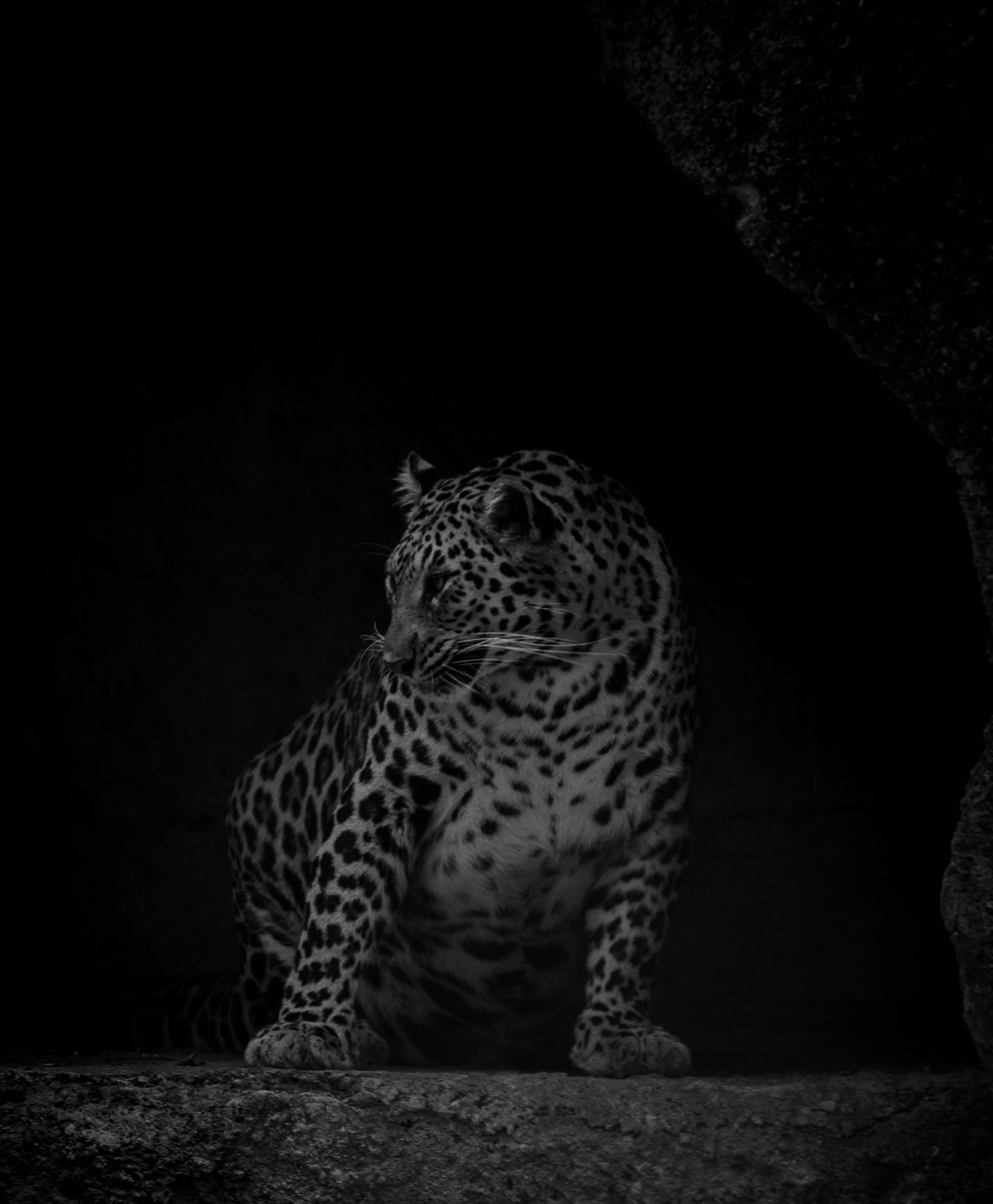 Download mobile wallpaper Predator, Chb, Leopard, Big Cat, Animals, Bw, Dark for free.