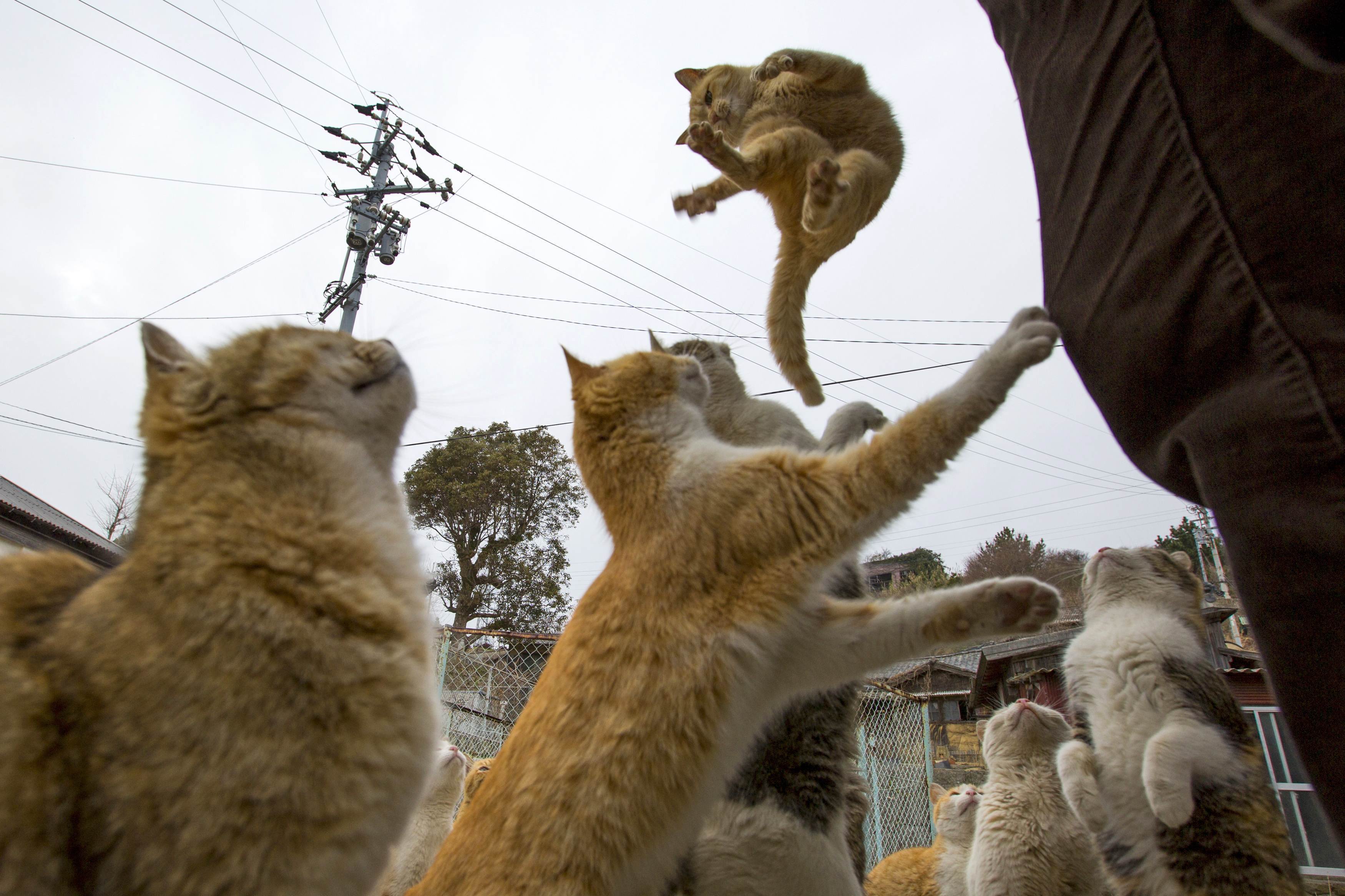 Скачать обои бесплатно Животные, Япония, Кошка, Аосима картинка на рабочий стол ПК