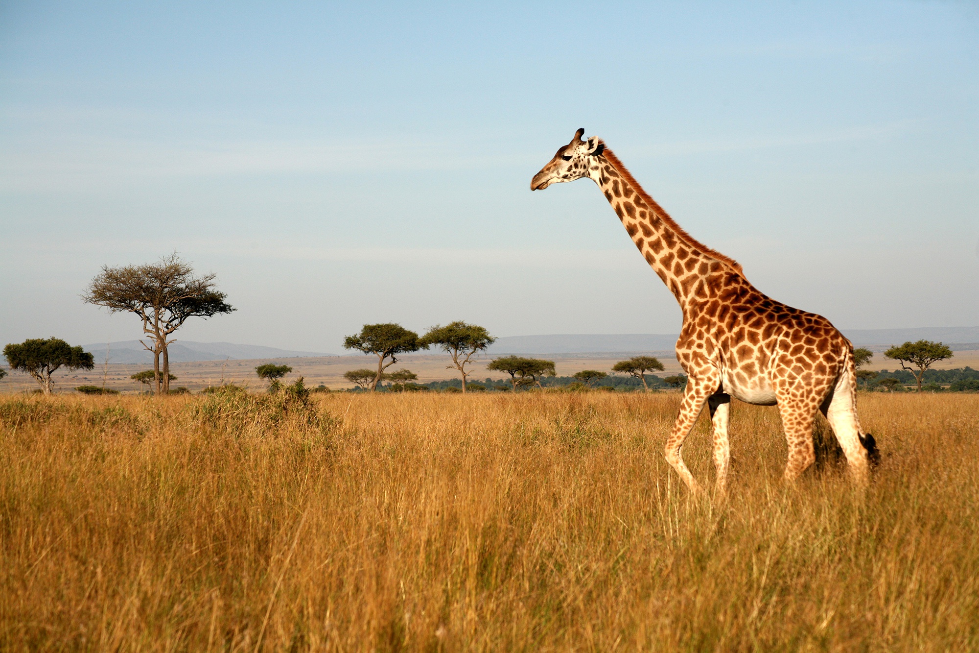 Скачати мобільні шпалери Пейзаж, Саванна, Тварина, Жираф безкоштовно.