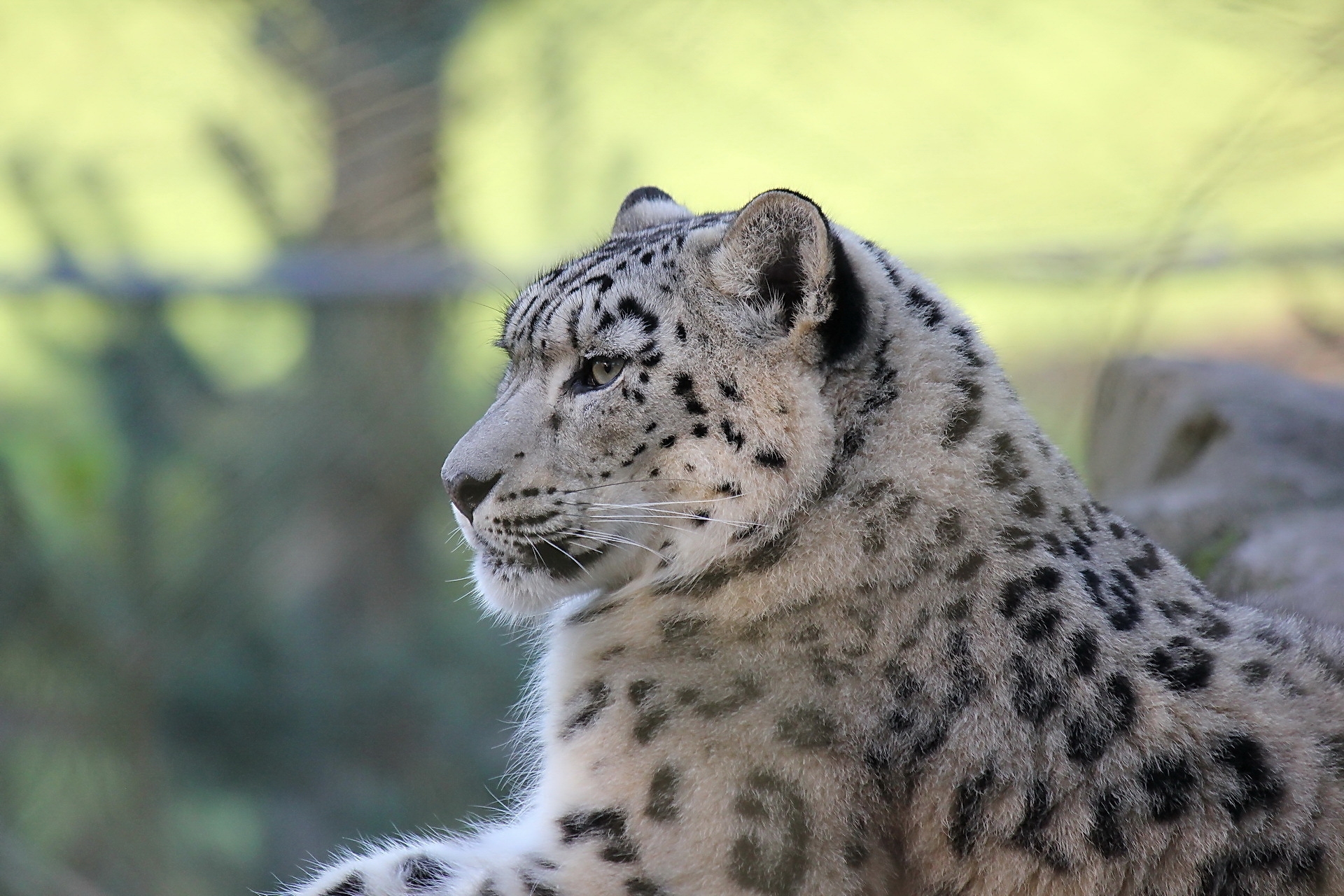 lie, predator, animals, snow leopard, to lie down, satisfied, content