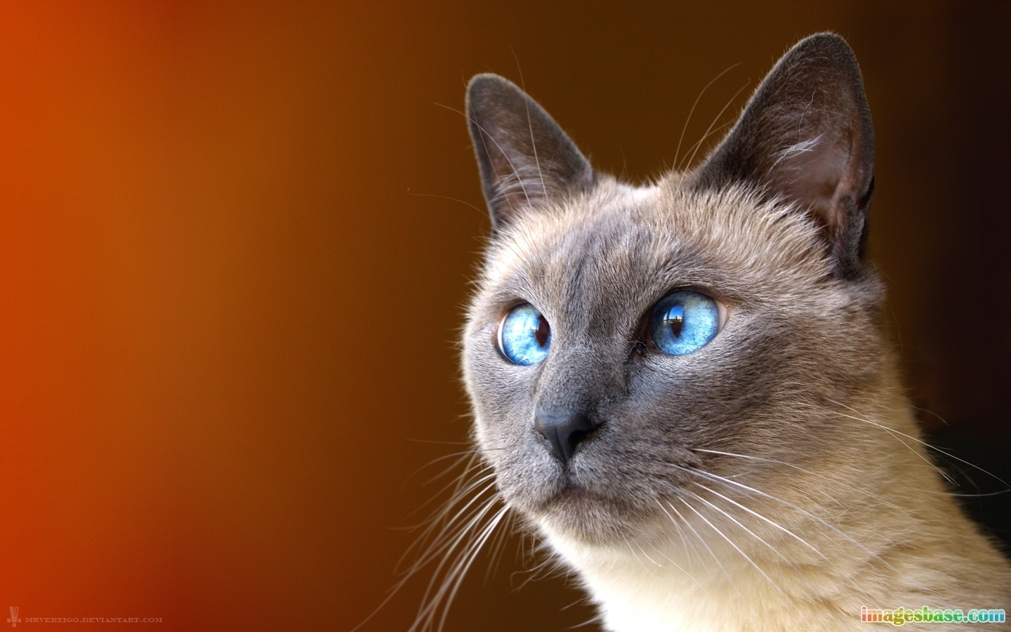 Laden Sie das Tiere, Katzen, Humor-Bild kostenlos auf Ihren PC-Desktop herunter