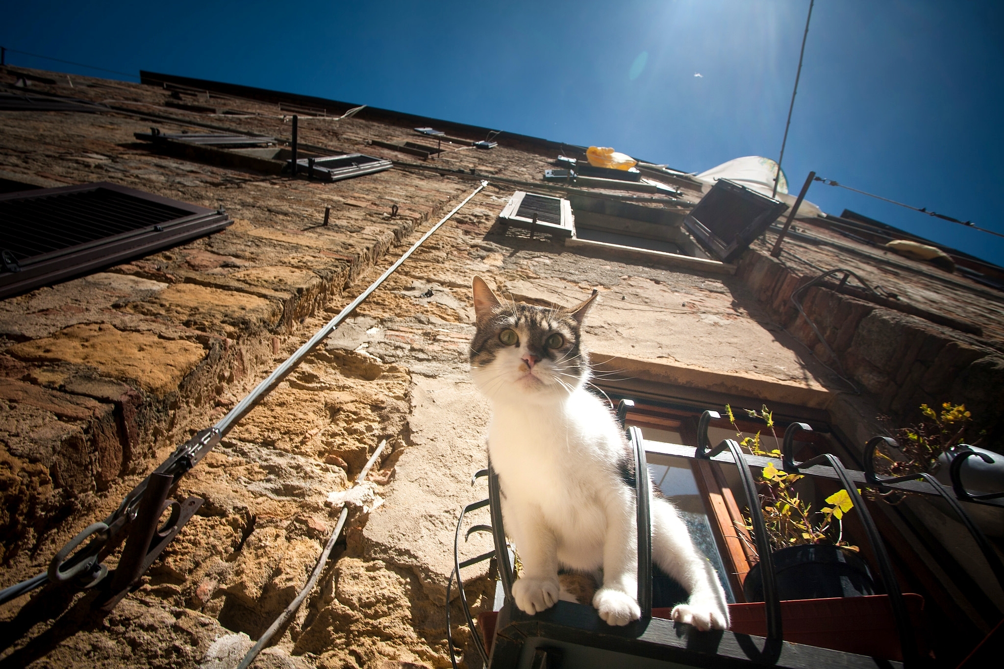 Baixar papel de parede para celular de Animais, Gatos, Gato gratuito.