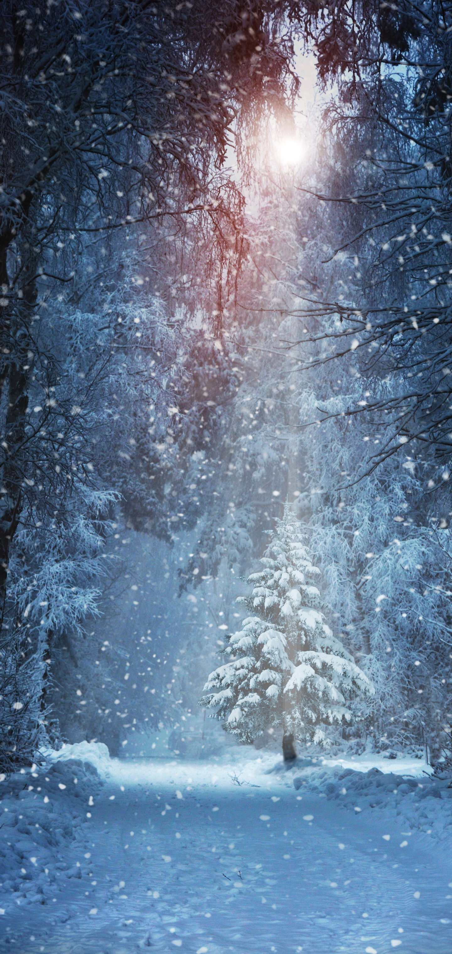 Download mobile wallpaper Winter, Snow, Forest, Tree, Earth, Snowfall for free.