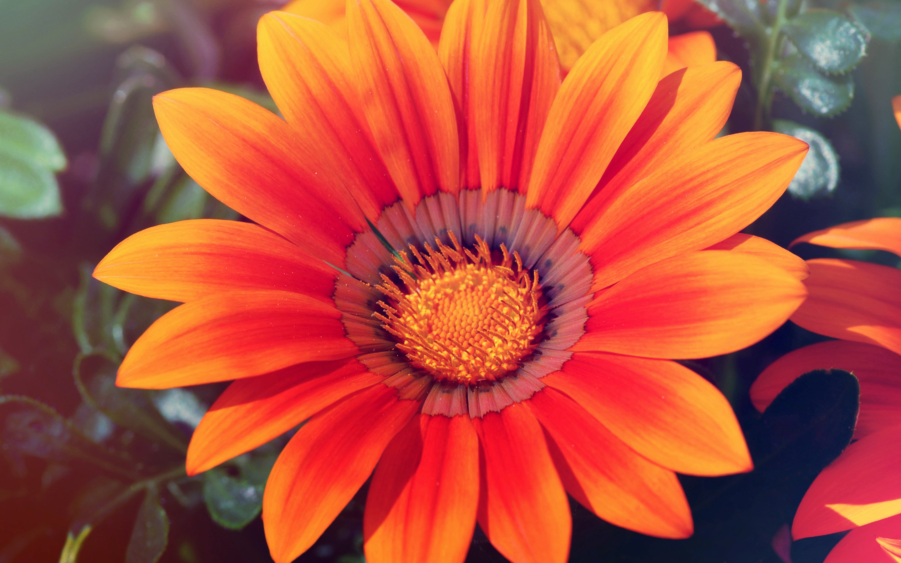 Téléchargez gratuitement l'image Fleurs, Tournesol, Terre/nature sur le bureau de votre PC