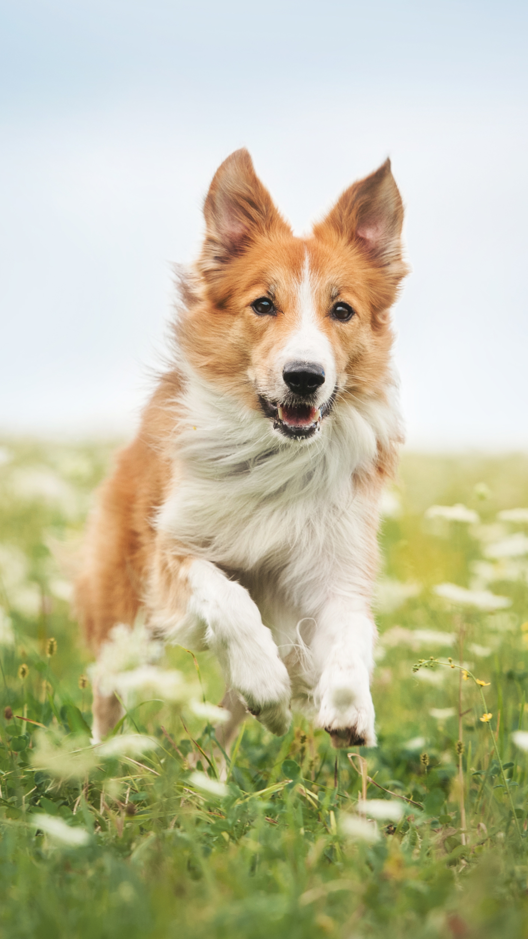 Download mobile wallpaper Dogs, Dog, Animal, Border Collie for free.