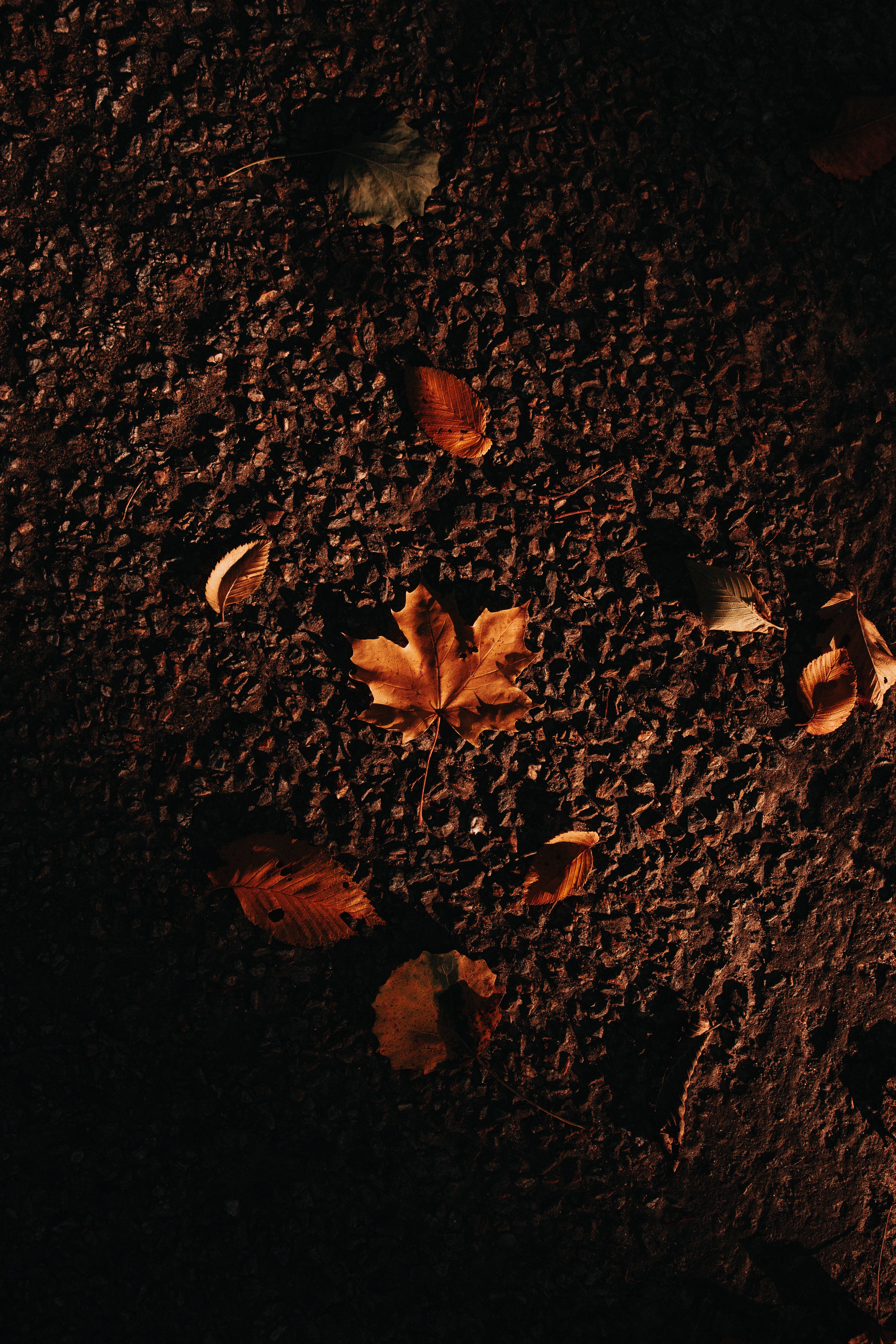 Download mobile wallpaper Nature, Autumn, Leaves, Maple, Asphalt for free.