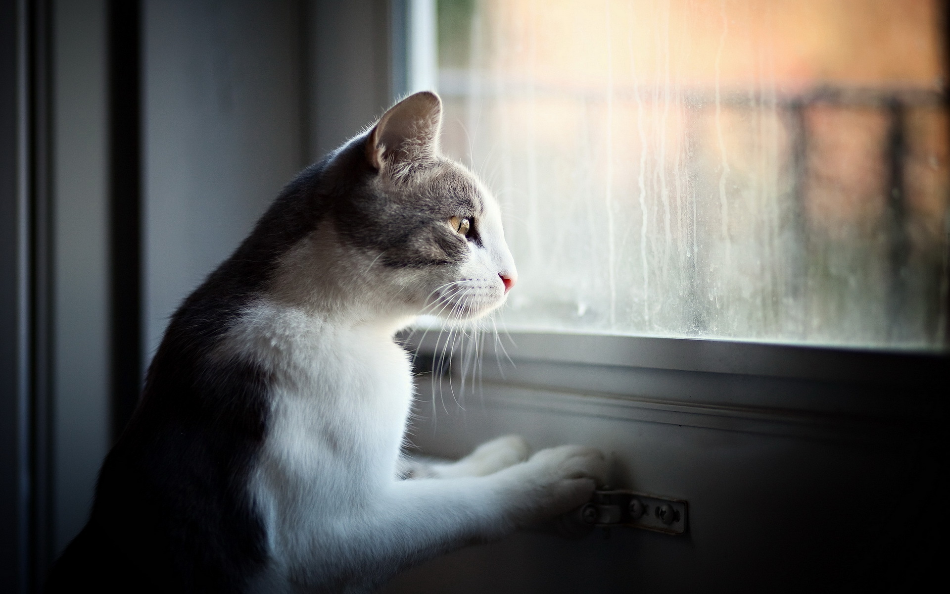 Téléchargez gratuitement l'image Animaux, Chats, Chat sur le bureau de votre PC