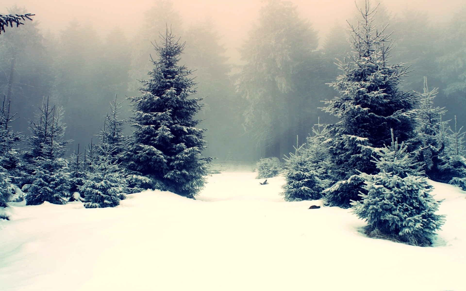 winter, fog, landscape, snow, earth, forest, scenic