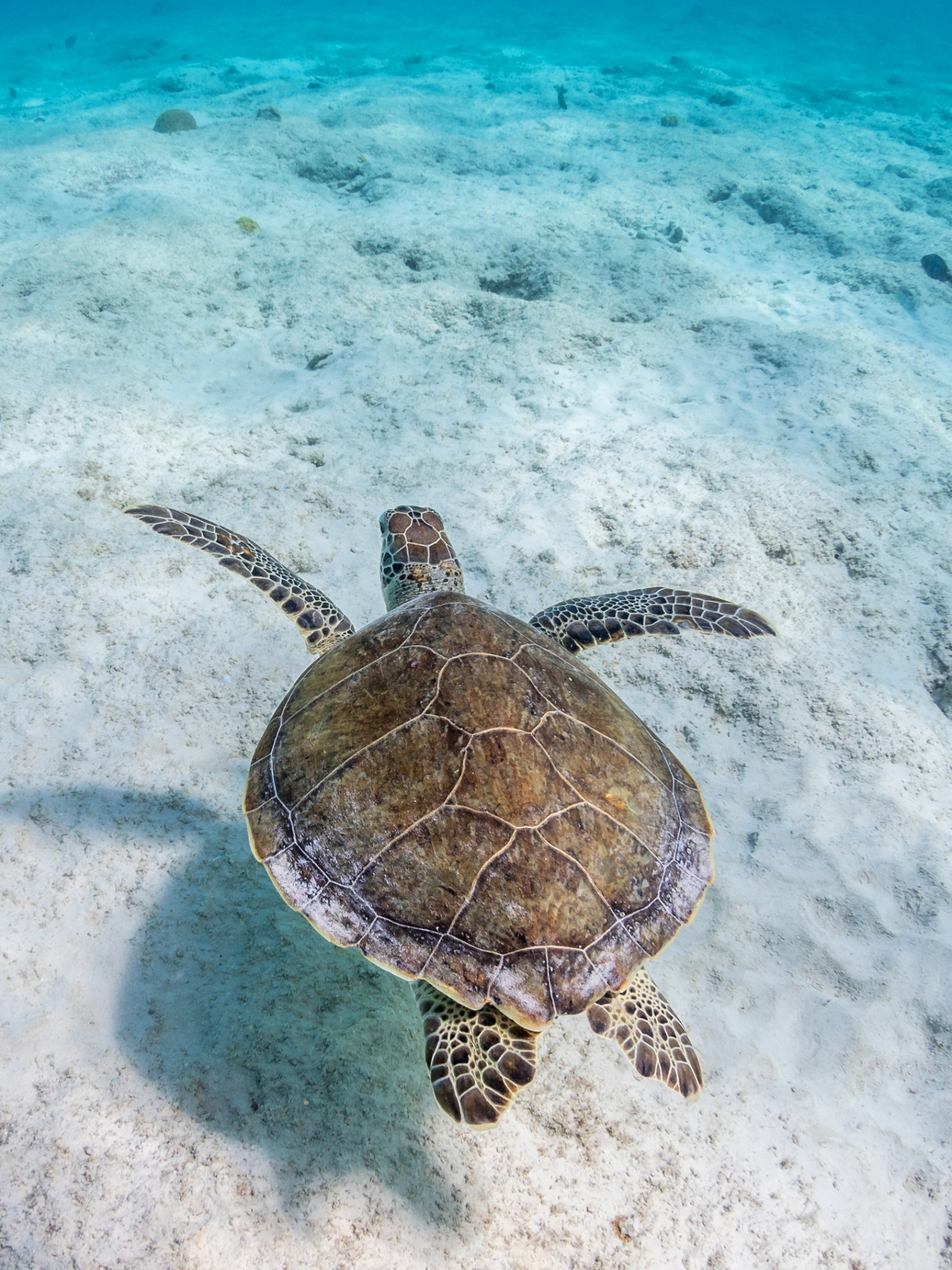 Laden Sie das Tiere, Unterwasser, Schildkröte, Schildkröten, Seeleben, Leben Im Meer-Bild kostenlos auf Ihren PC-Desktop herunter