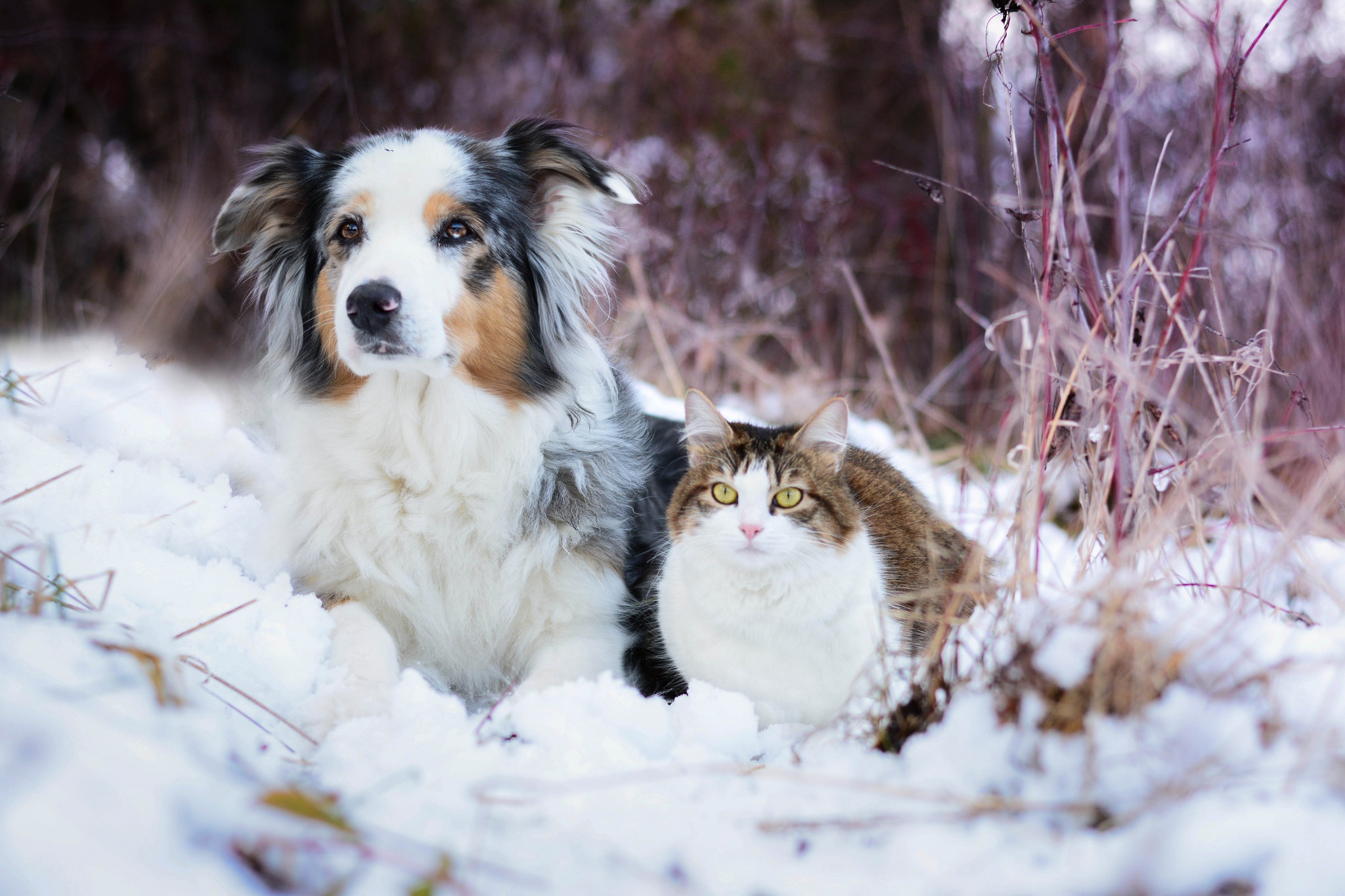 Download mobile wallpaper Winter, Snow, Cat, Dog, Animal, Border Collie, Cat & Dog for free.