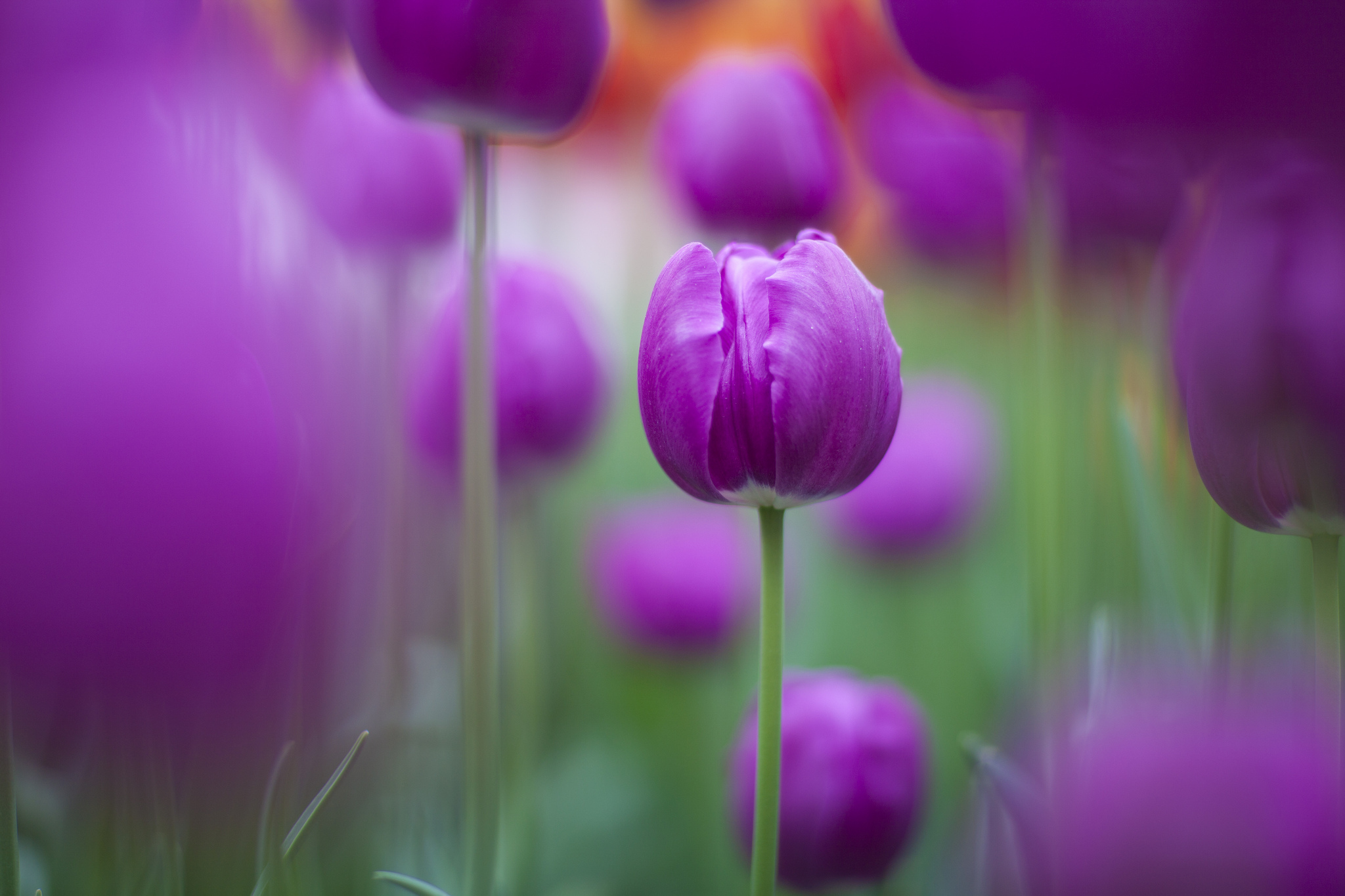 Download mobile wallpaper Flowers, Flower, Earth, Tulip for free.