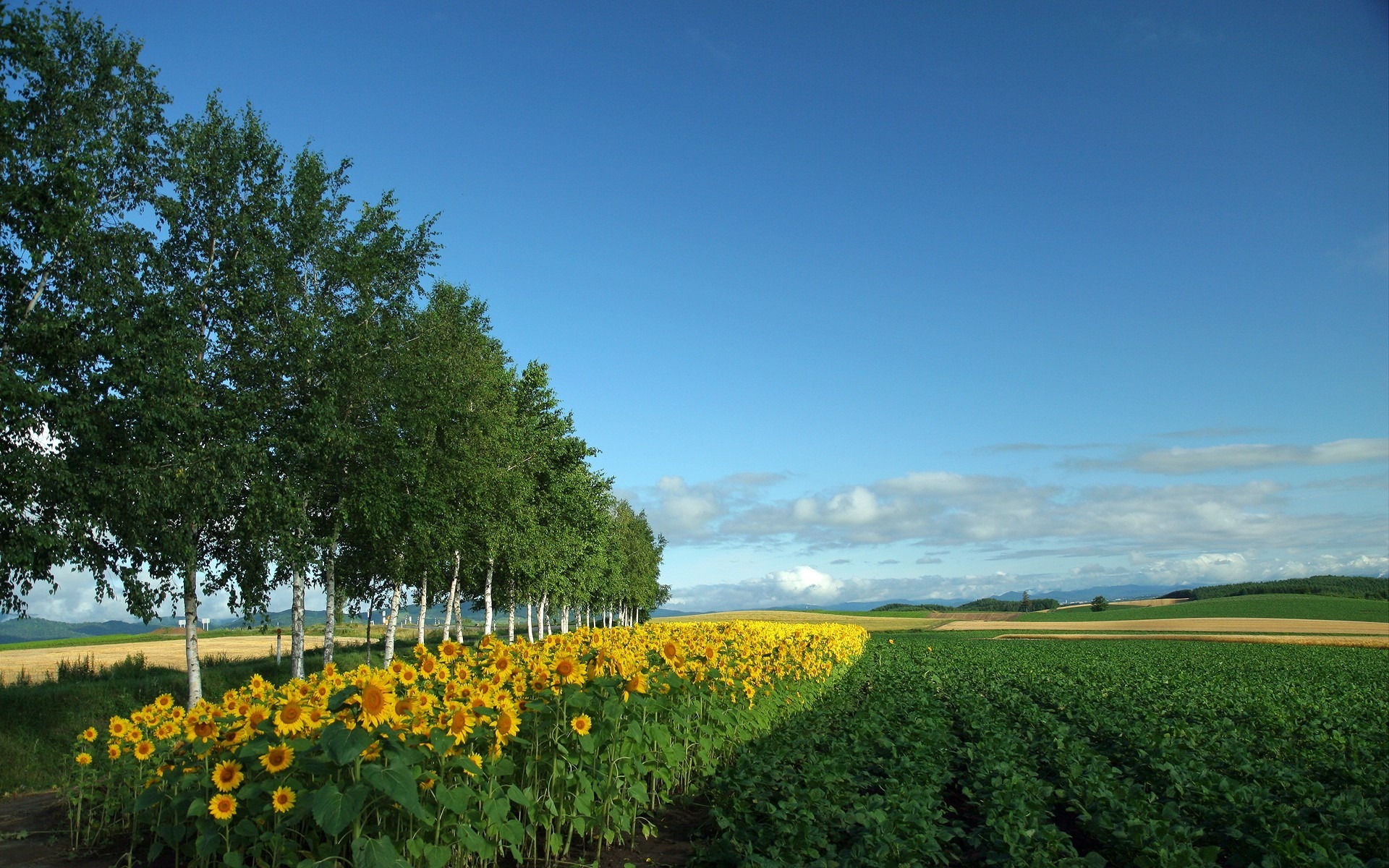 Téléchargez gratuitement l'image Fleurs, Tournesol, Terre/nature sur le bureau de votre PC