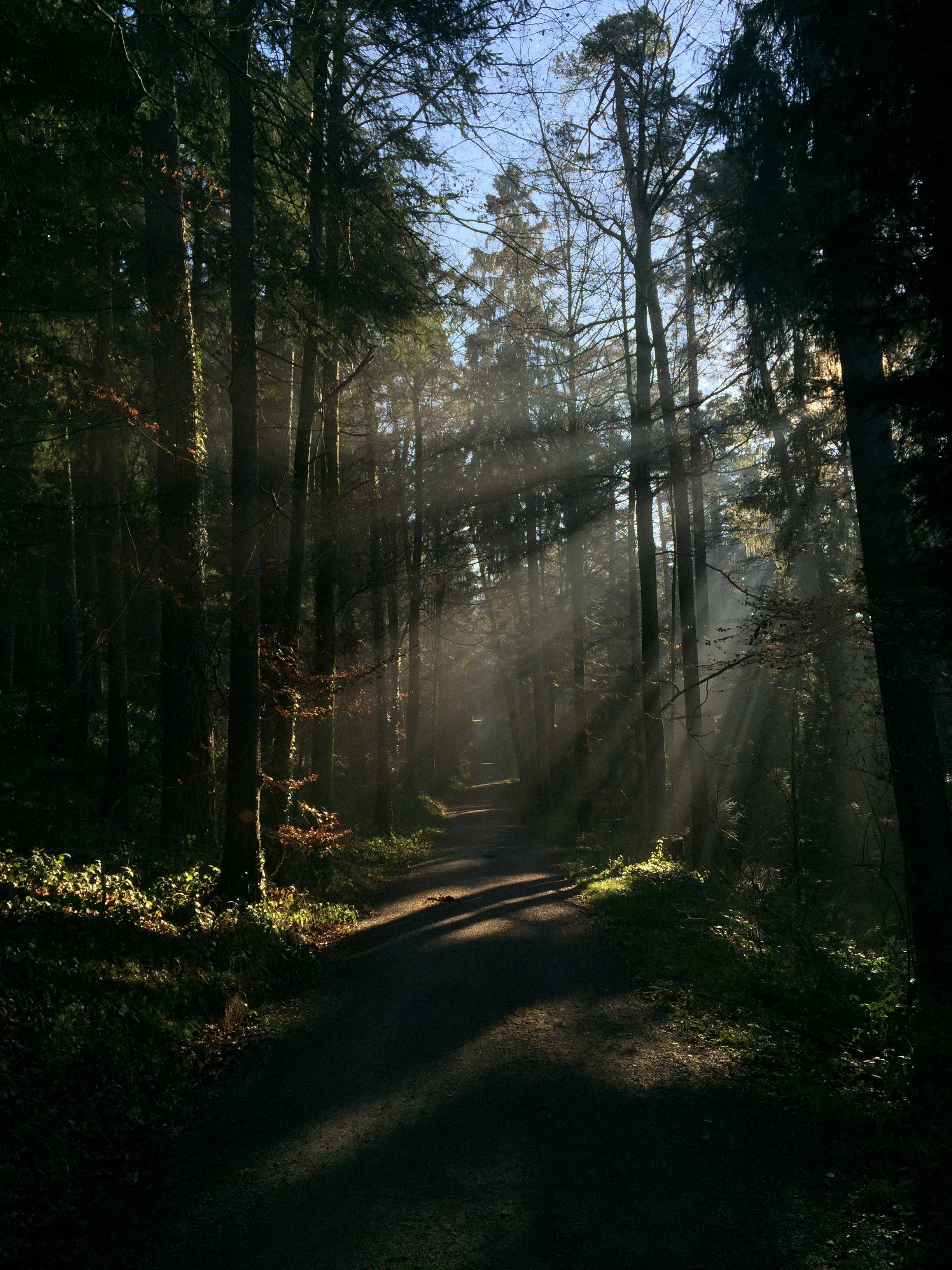 trail, nature, trees, beams, rays, forest, path