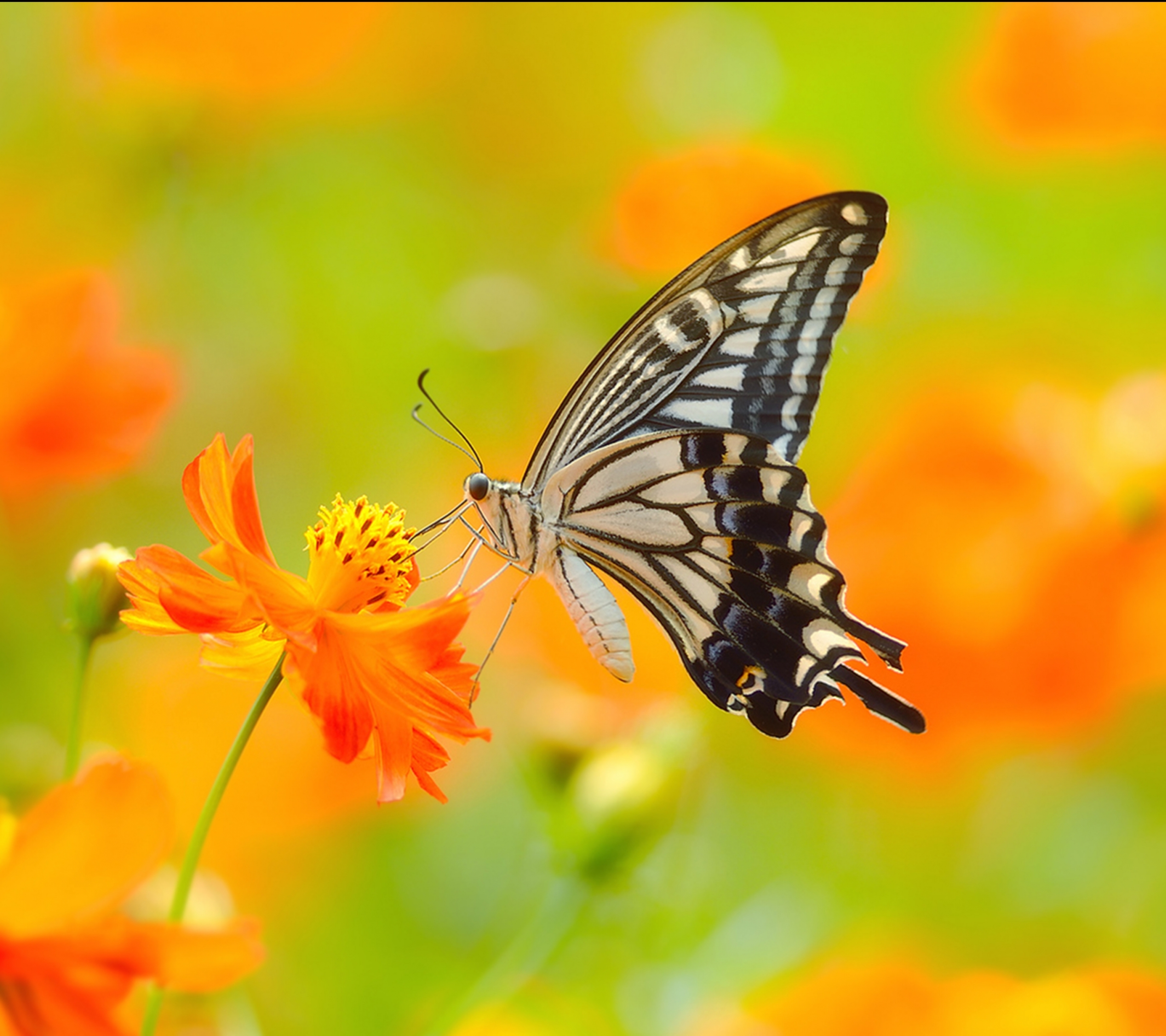 Free download wallpaper Butterfly, Animal on your PC desktop