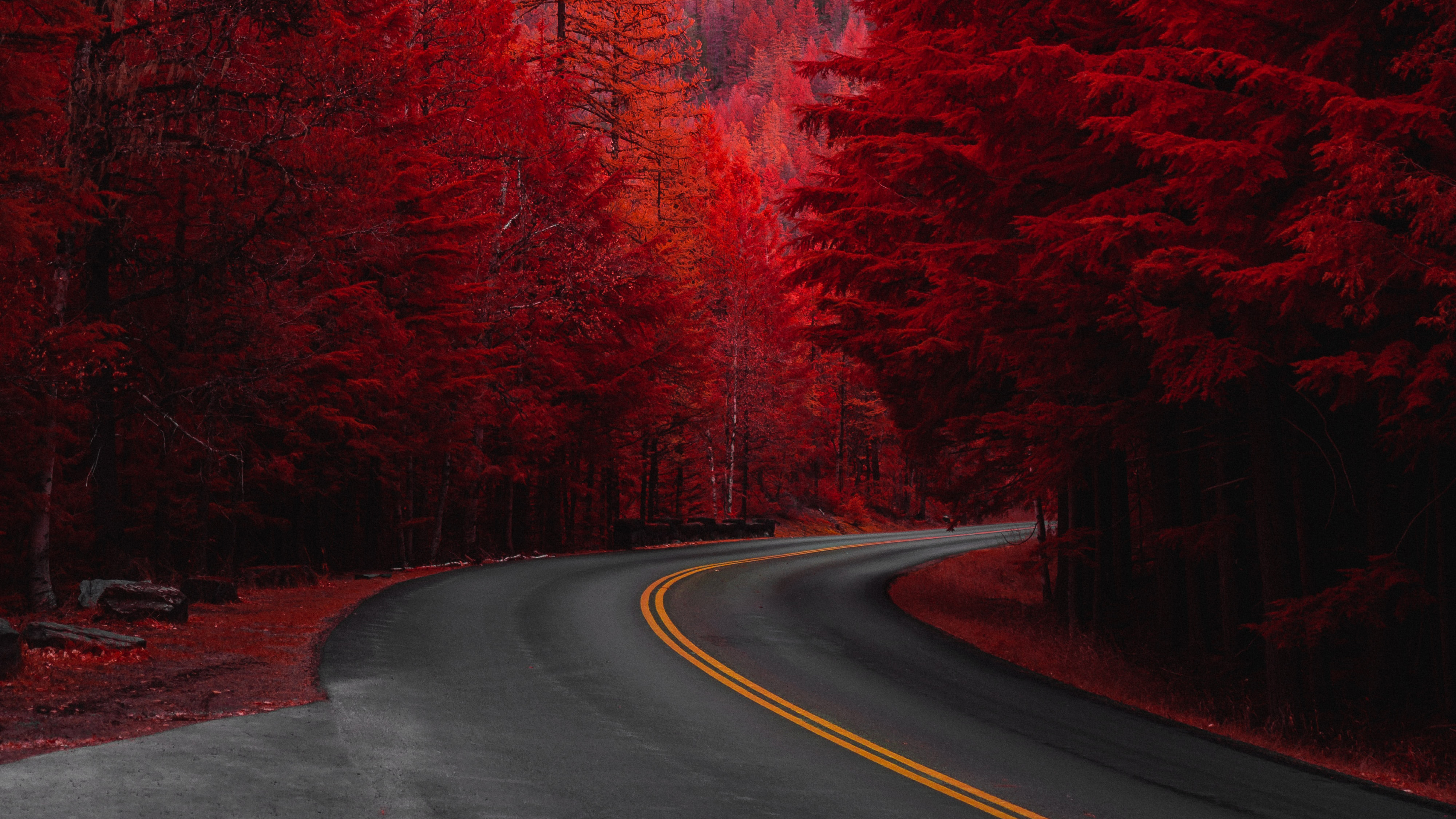 pine tree, man made, road, red, tree