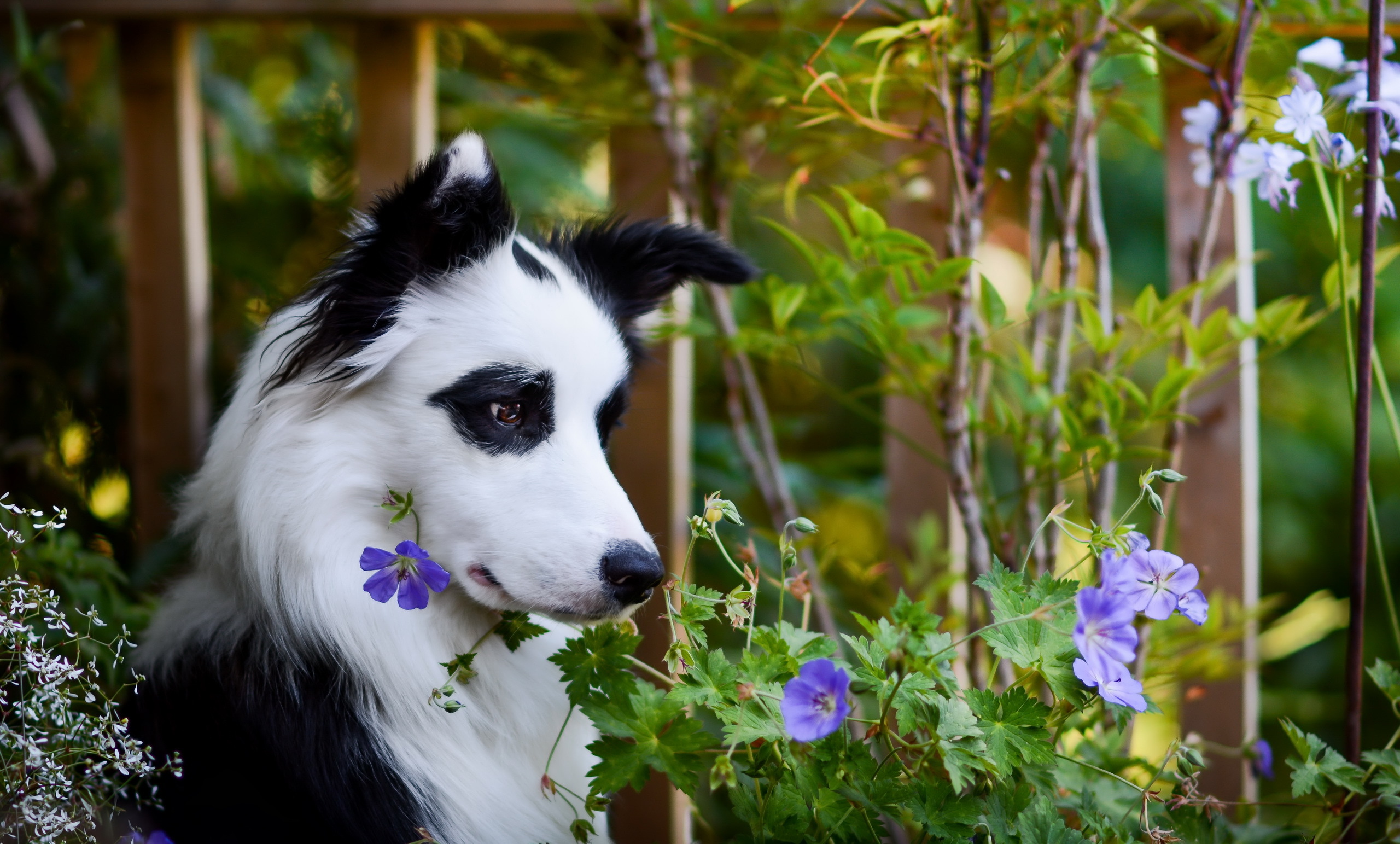 Baixe gratuitamente a imagem Animais, Cães, Cão na área de trabalho do seu PC