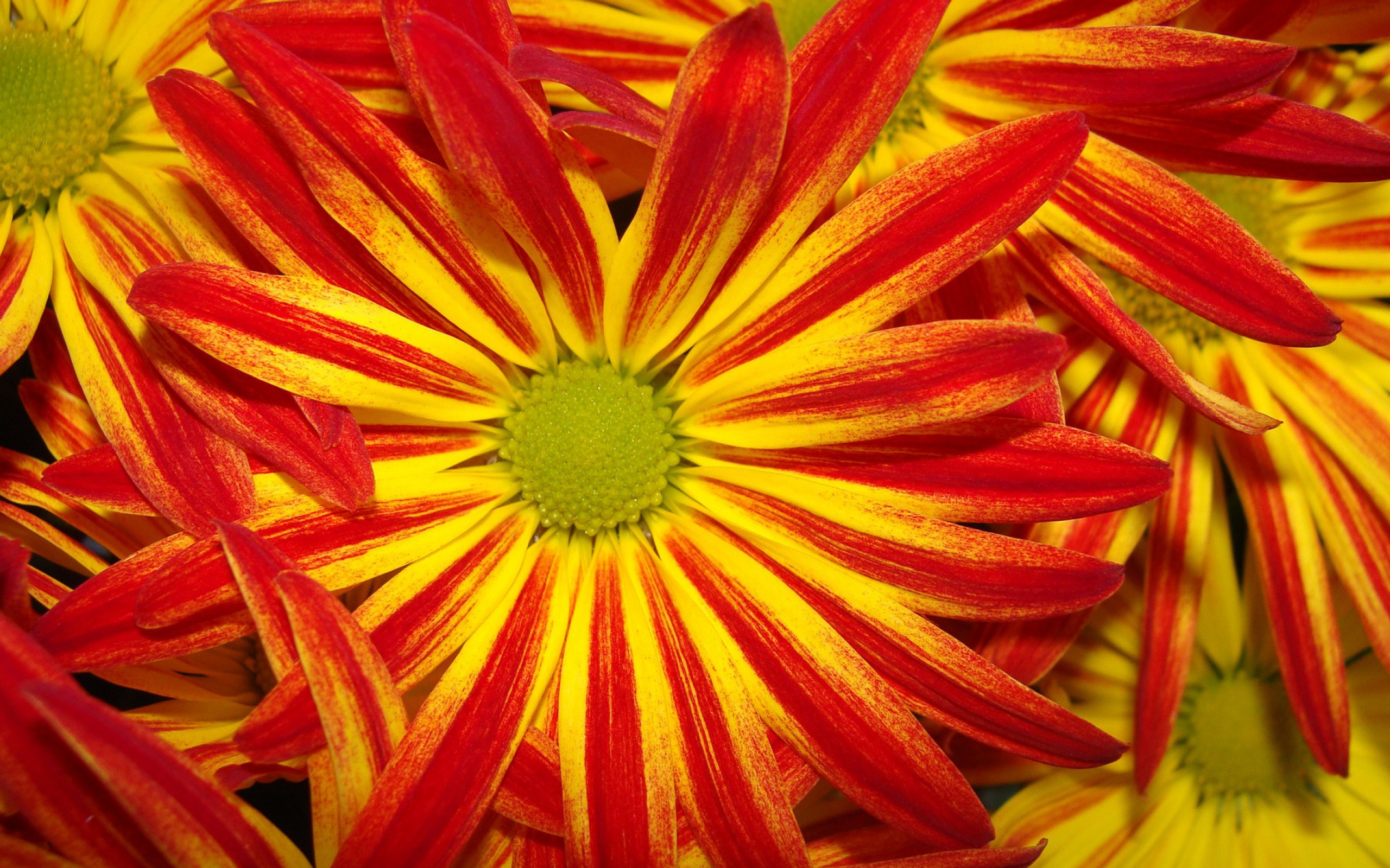 Download mobile wallpaper Daisy, Red Flower, Yellow Flower, Bright, Flowers, Nature, Flower, Earth for free.