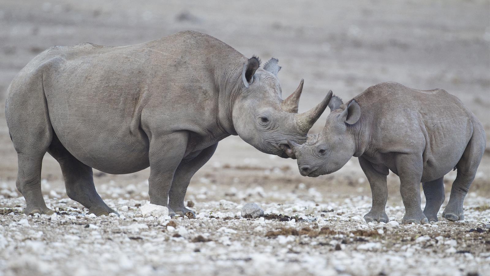 Téléchargez des papiers peints mobile Animaux, Rhinocéros gratuitement.