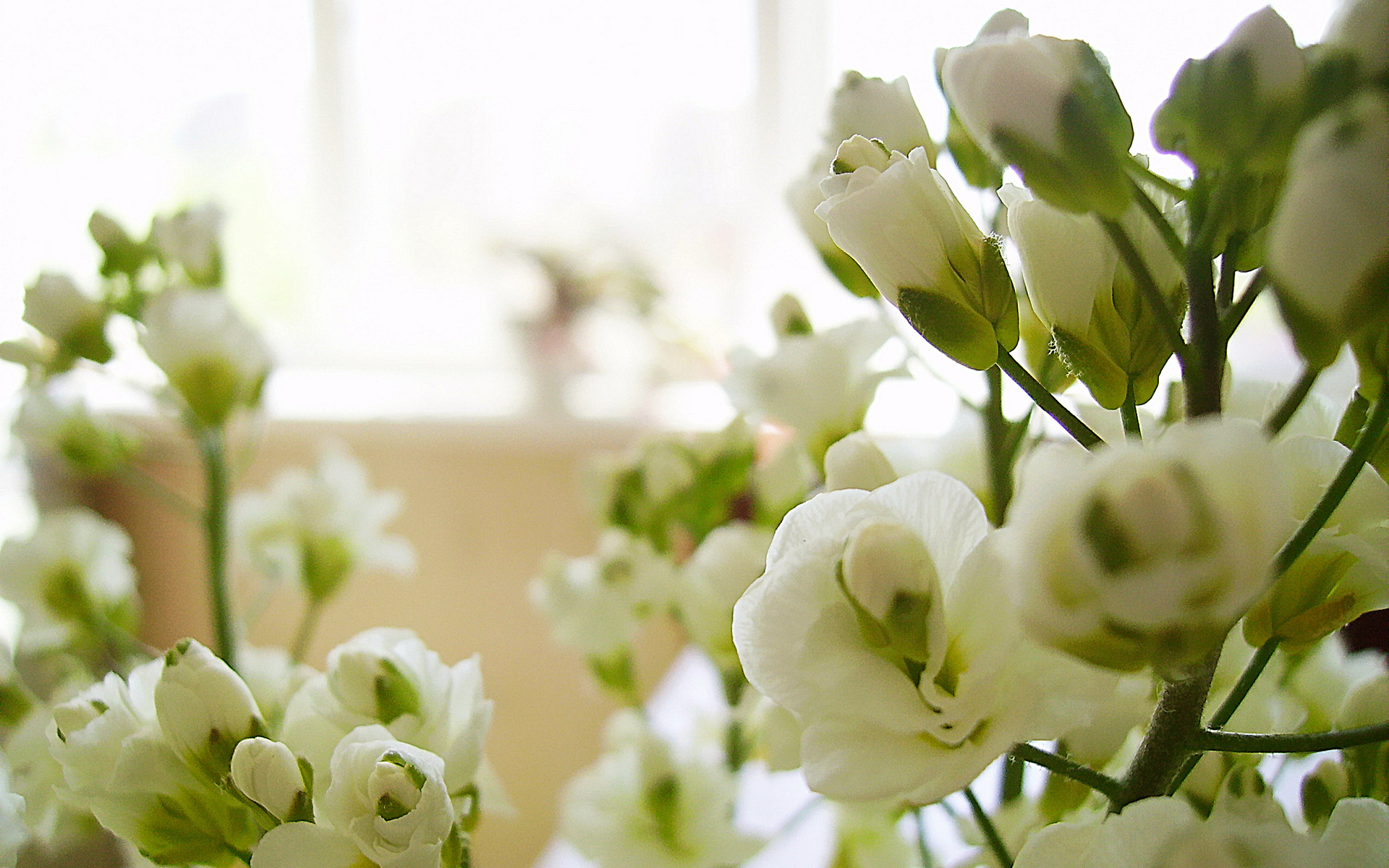 Descarga gratuita de fondo de pantalla para móvil de Flores, Flor, Tierra/naturaleza.