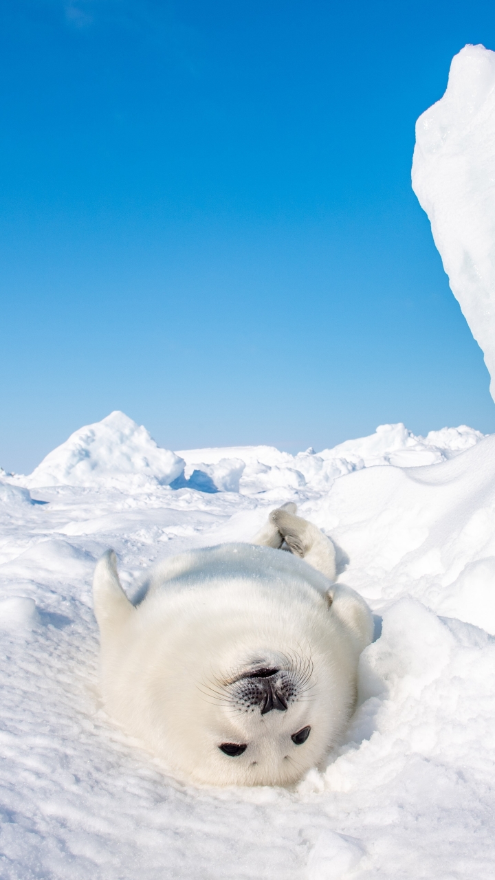 Download mobile wallpaper Snow, Seals, Animal, Seal for free.
