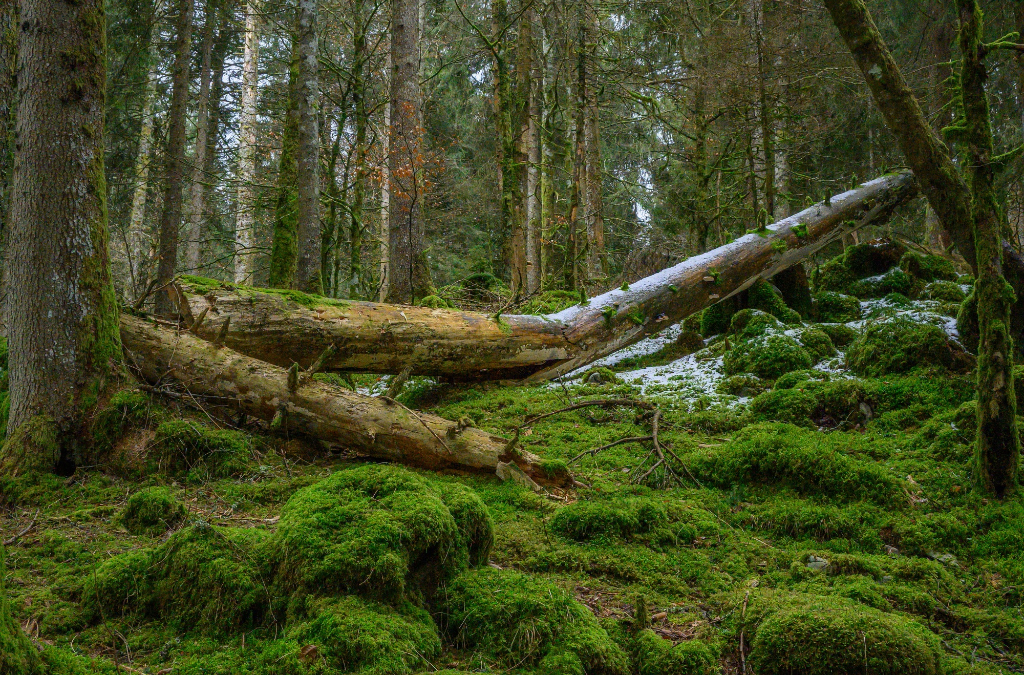 Free download wallpaper Wood, Earth, Moss, Log on your PC desktop