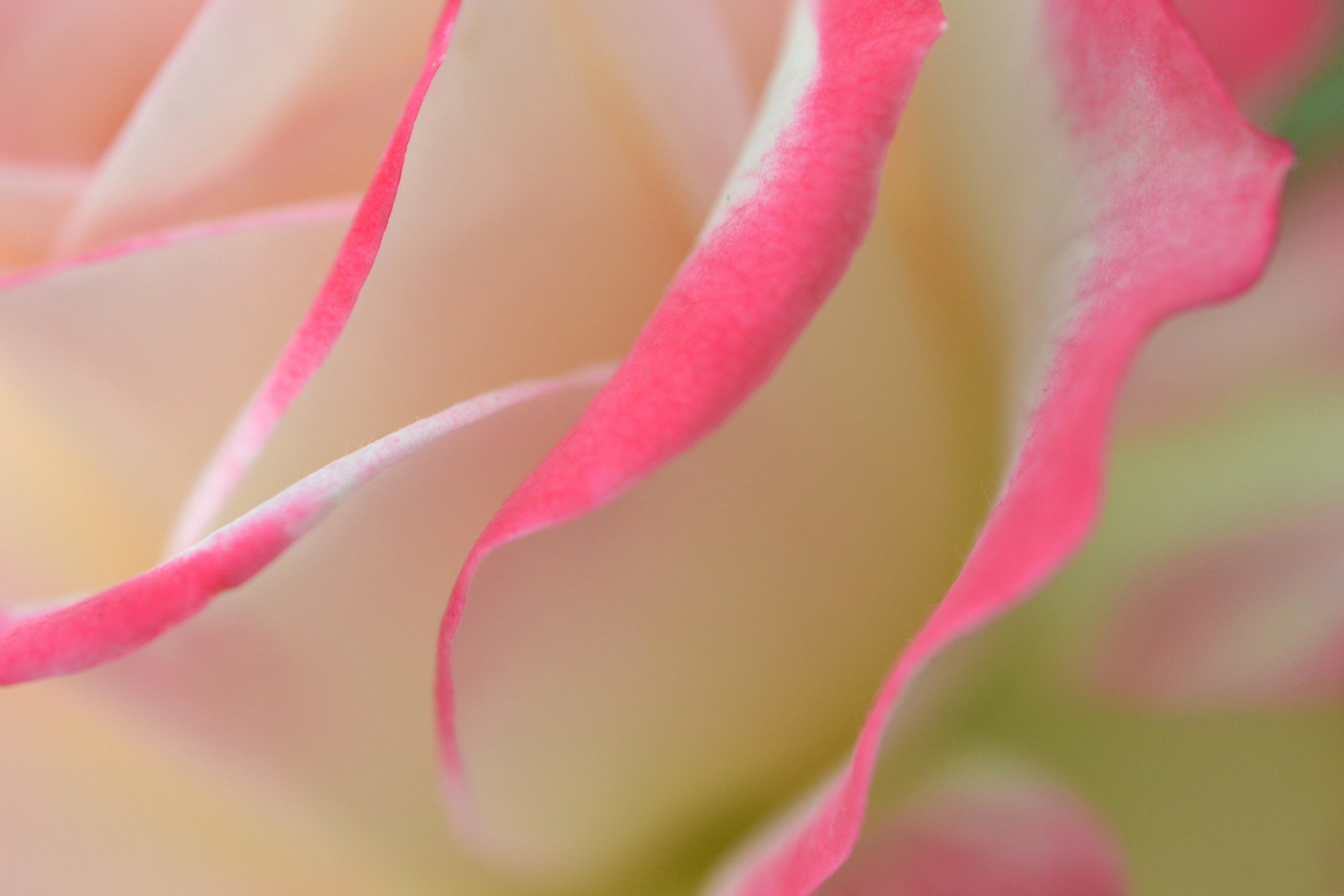 Download mobile wallpaper Petals, Bud, Macro, Rose, Rose Flower for free.