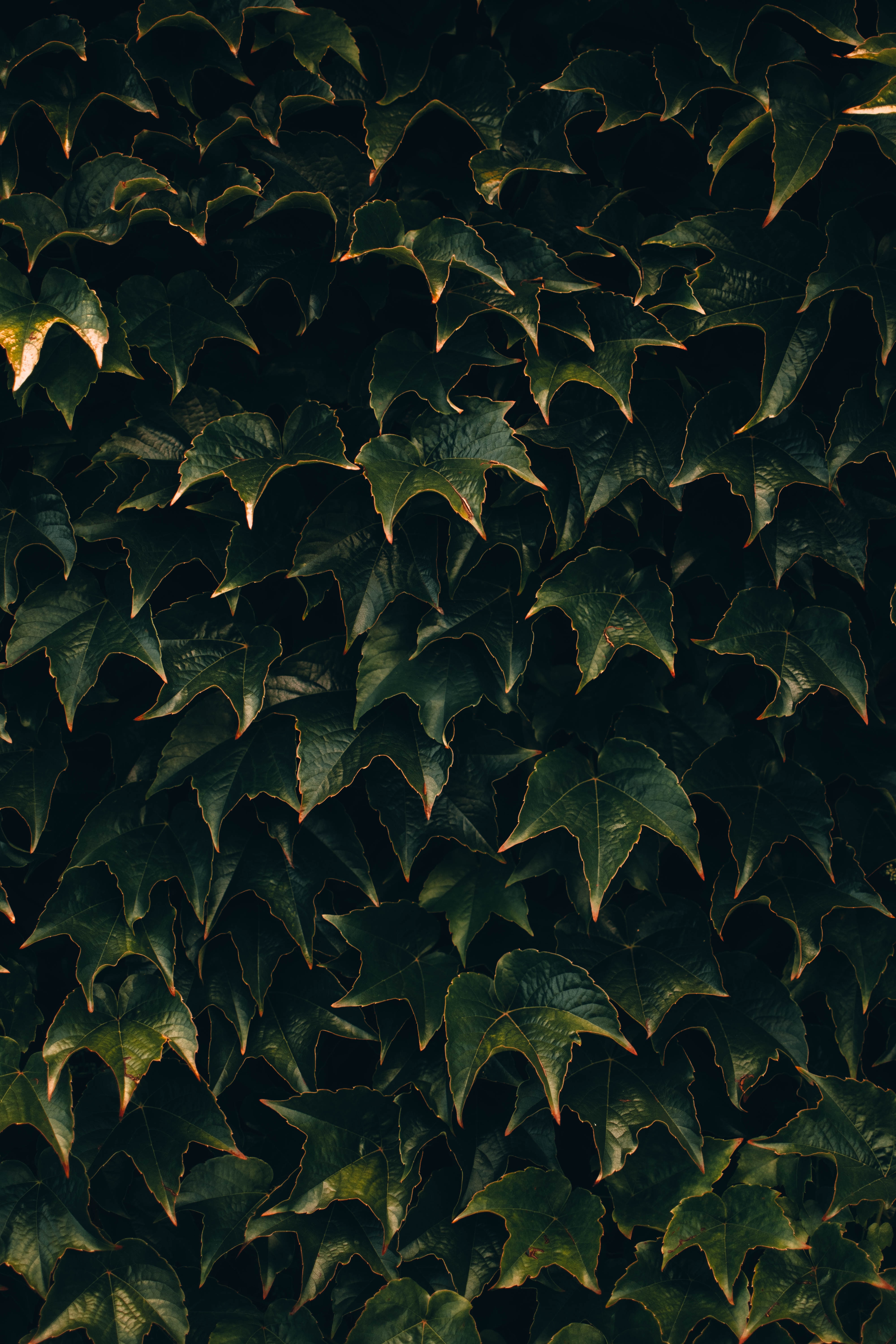 Download mobile wallpaper Leaves, Plant, Surface, Nature for free.